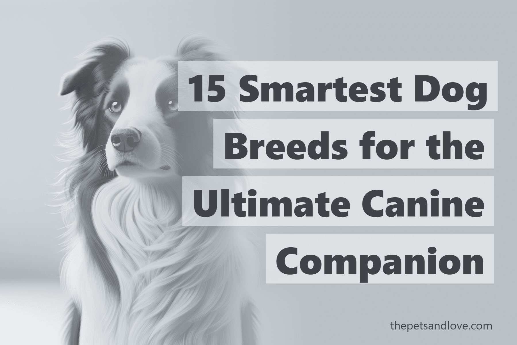 15 Smartest Dog Breeds for the Ultimate Canine Companion