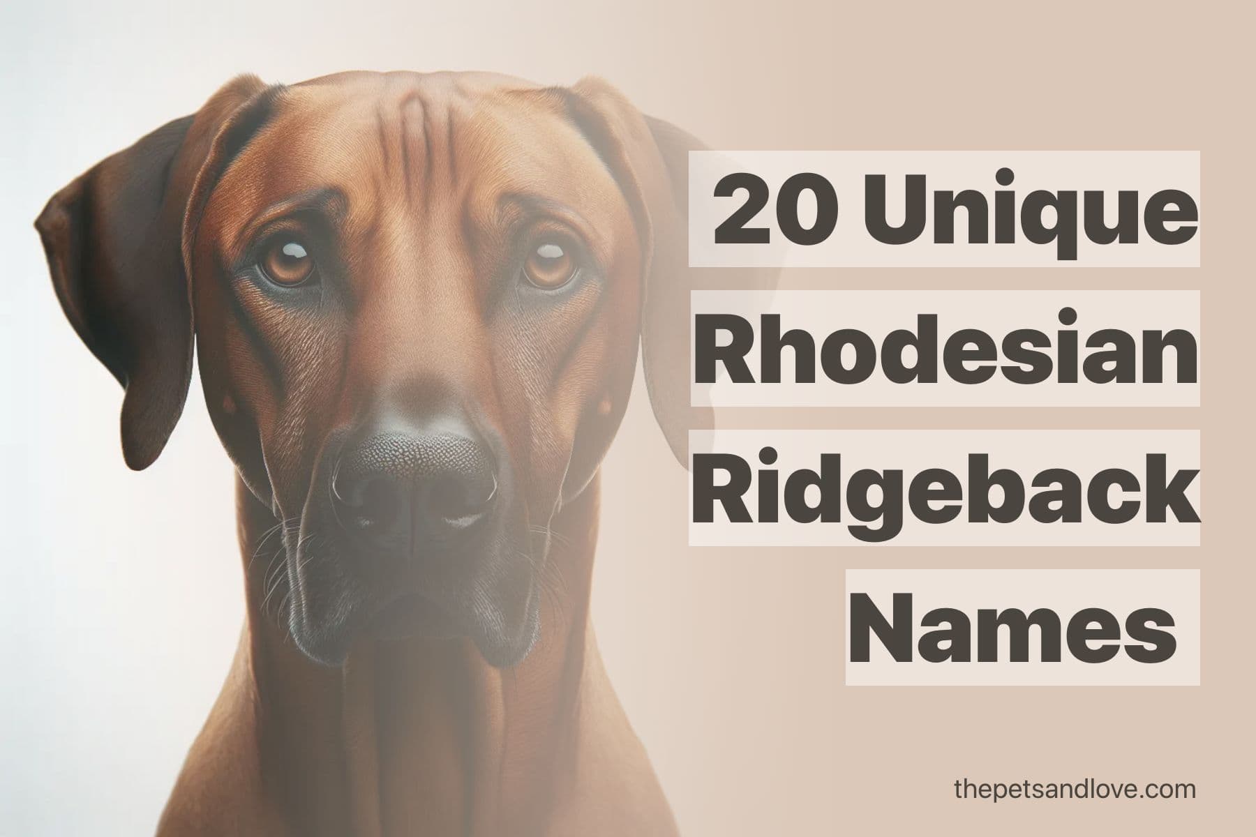 Handpicked Name Ideas for Your Rhodesian Ridgeback