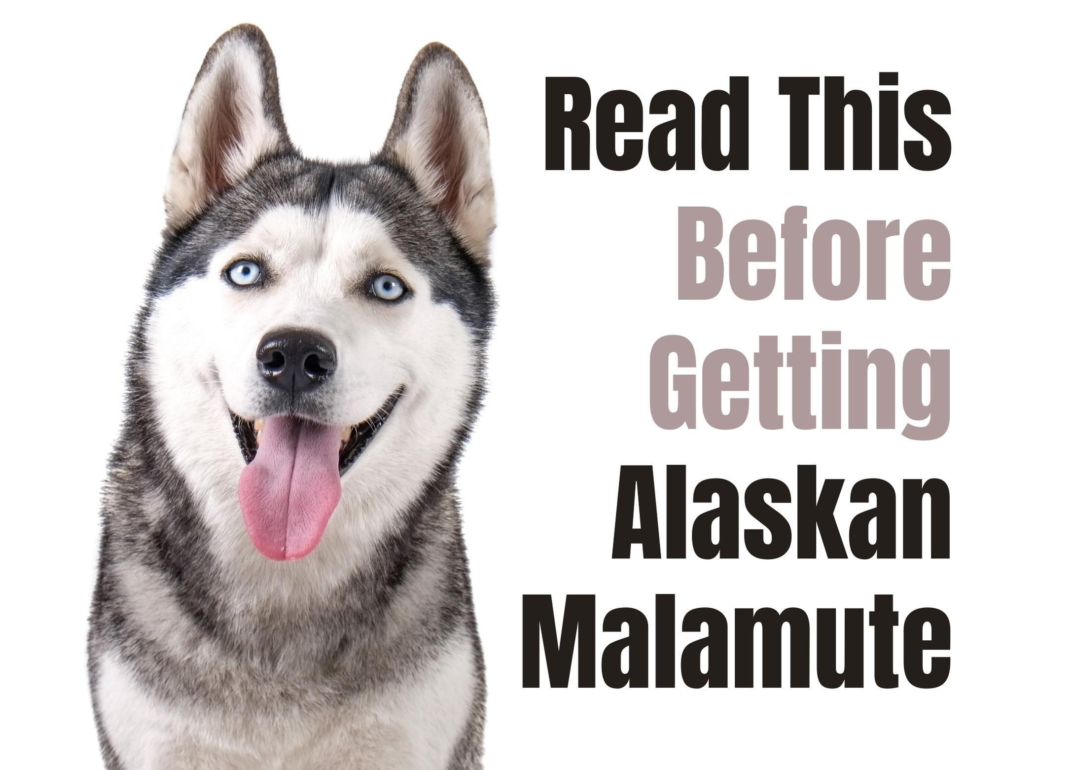 are malamutes as vocal as huskies