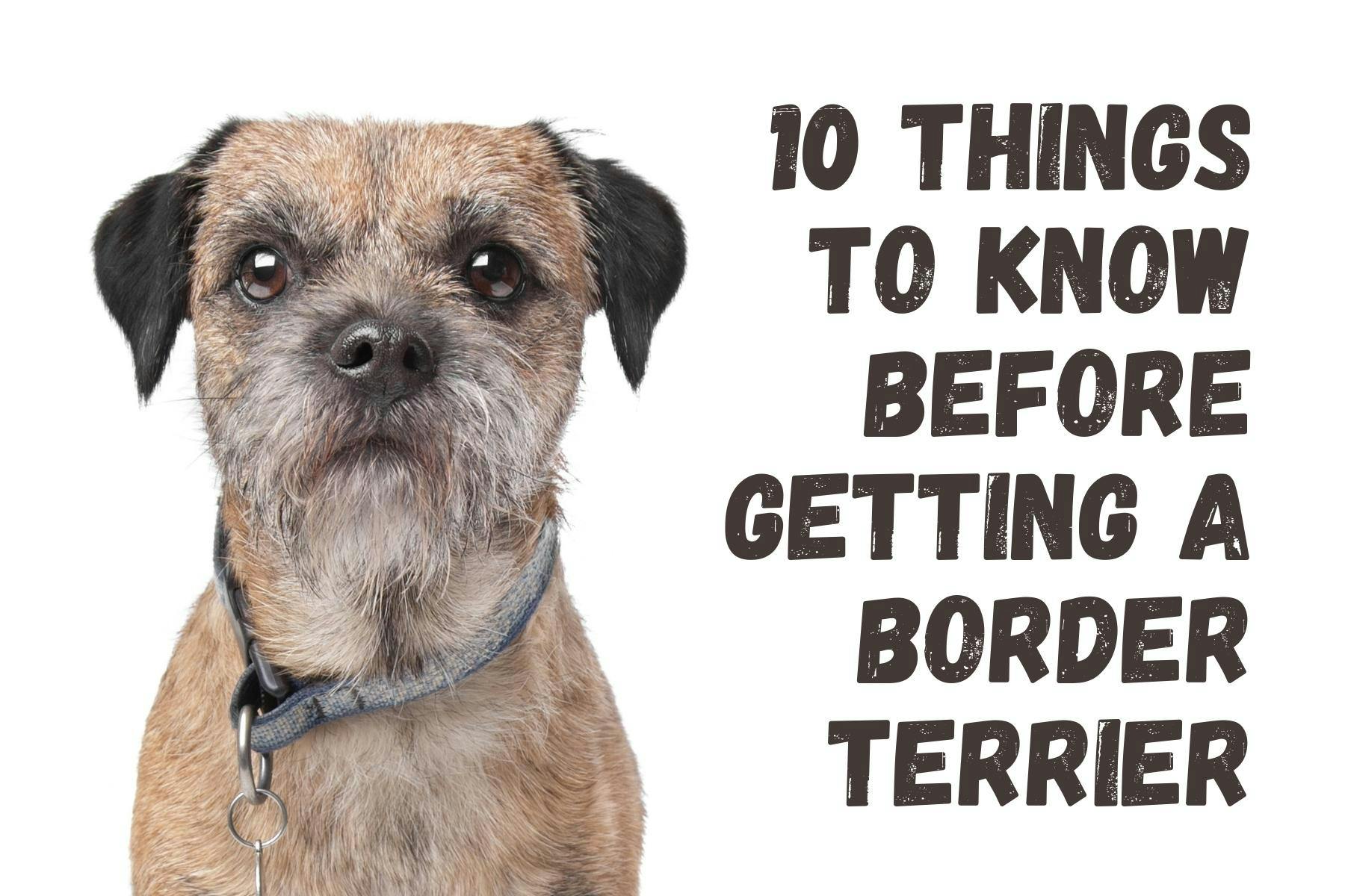 What You Should Know Before Adopting a Border Terrier