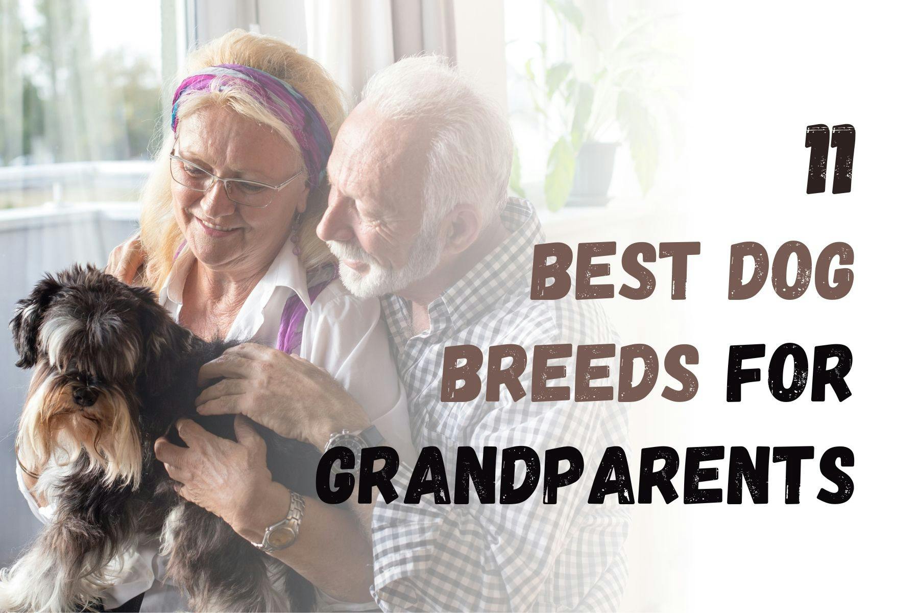Top 11 Dog Breeds Ideal for Grandparents