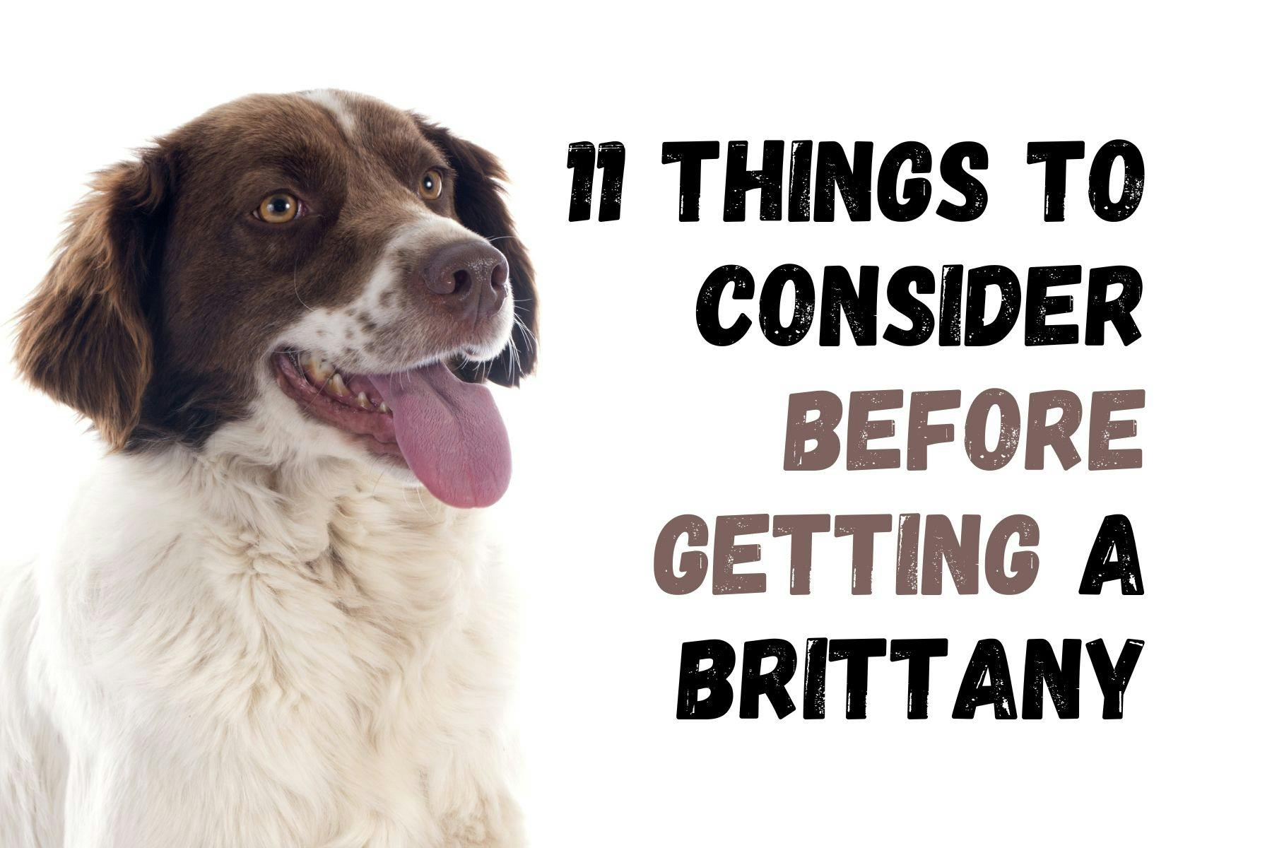 Consider These 11 Factors Before Adopting a Brittany Dog