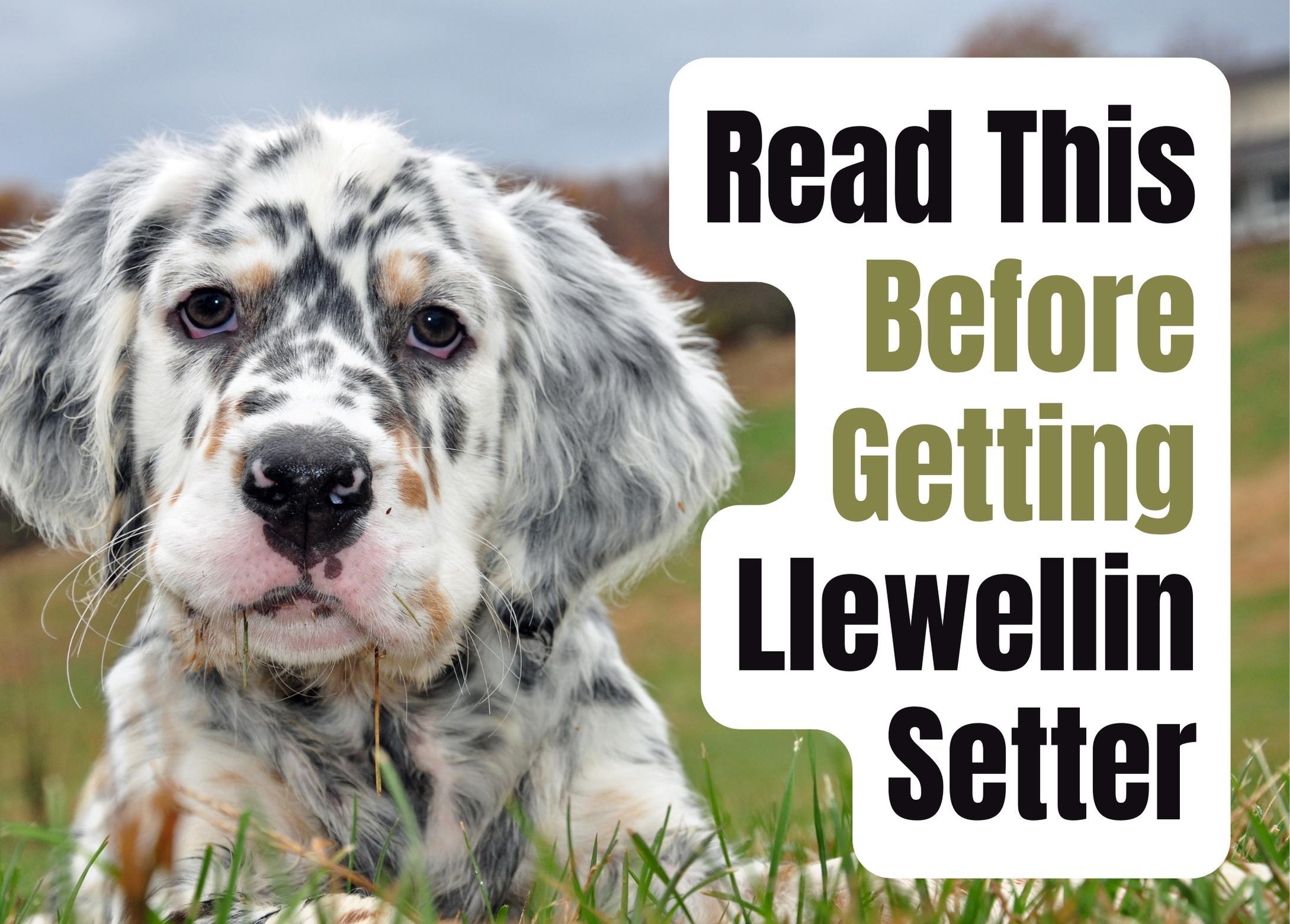 Consider These 12 Factors Before Purchasing a Llewellin Setter Puppy