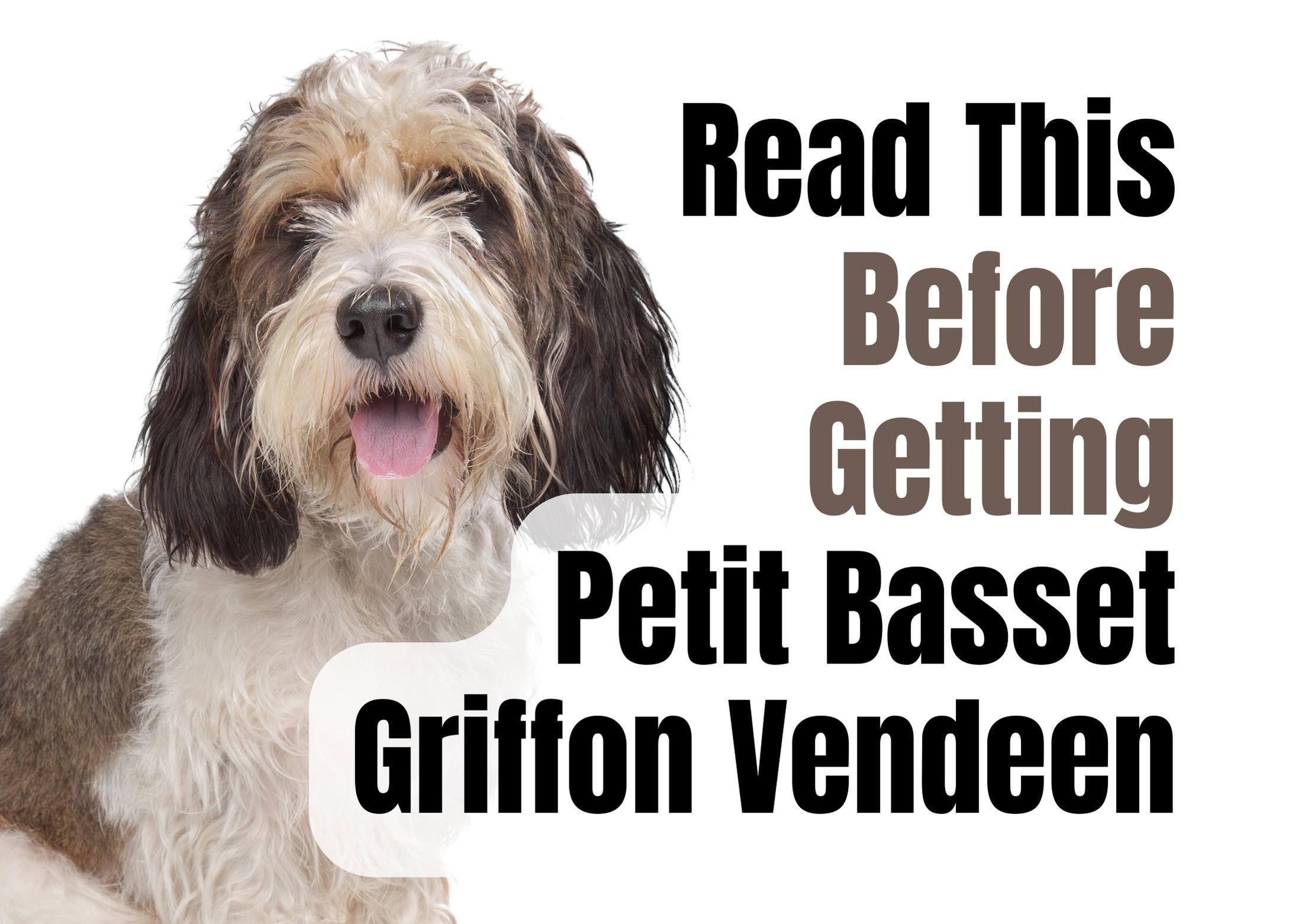 Consider These 12 Factors Before Getting a Petit Basset Griffon Vendeen Puppy