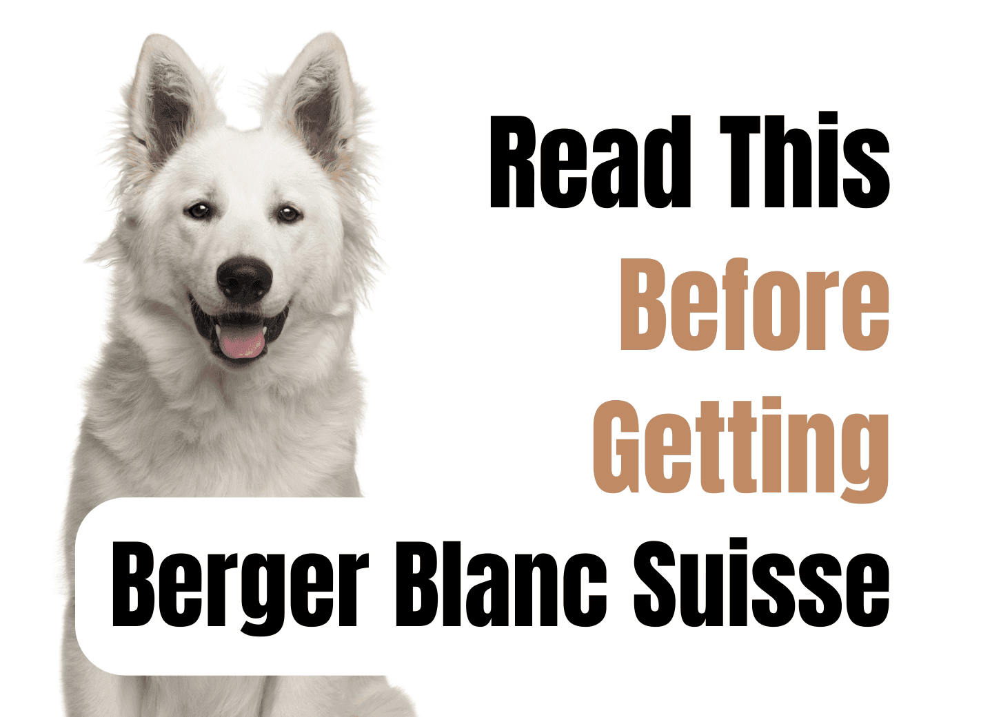 Consider These 12 Factors Before Getting a Berger Blanc Suisse Puppy