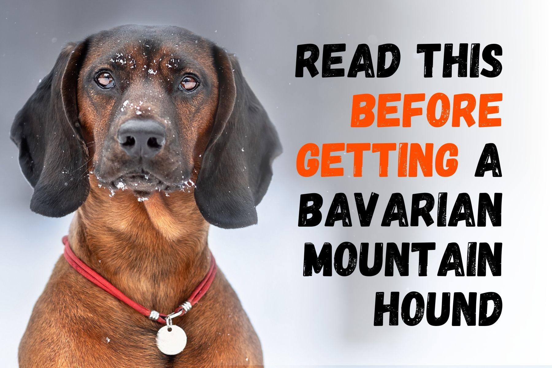 What You Should Know Before Getting a Bavarian Mountain Hound