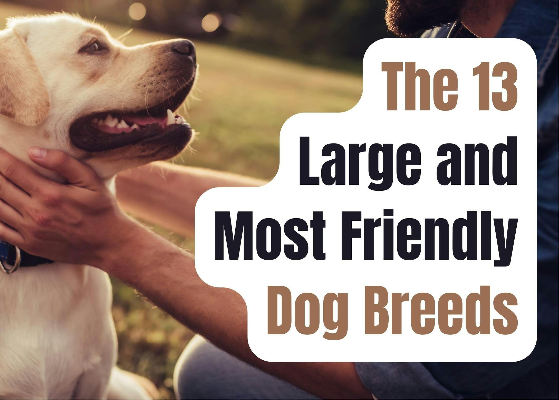 Discover 13 Gentle Giant Dog Breeds That Will Capture Your Heart