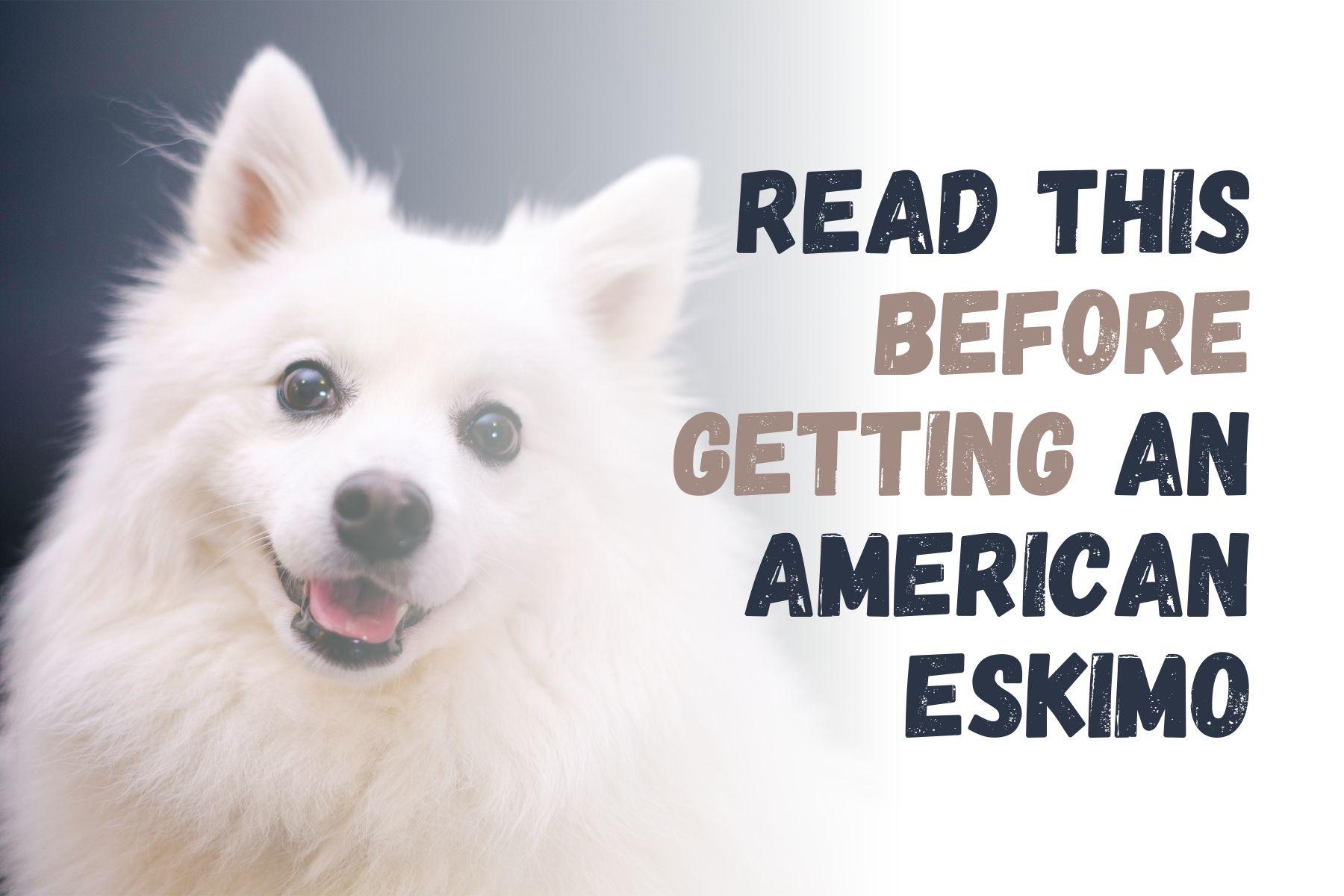 What You Should Know Before Getting an American Eskimo Dog