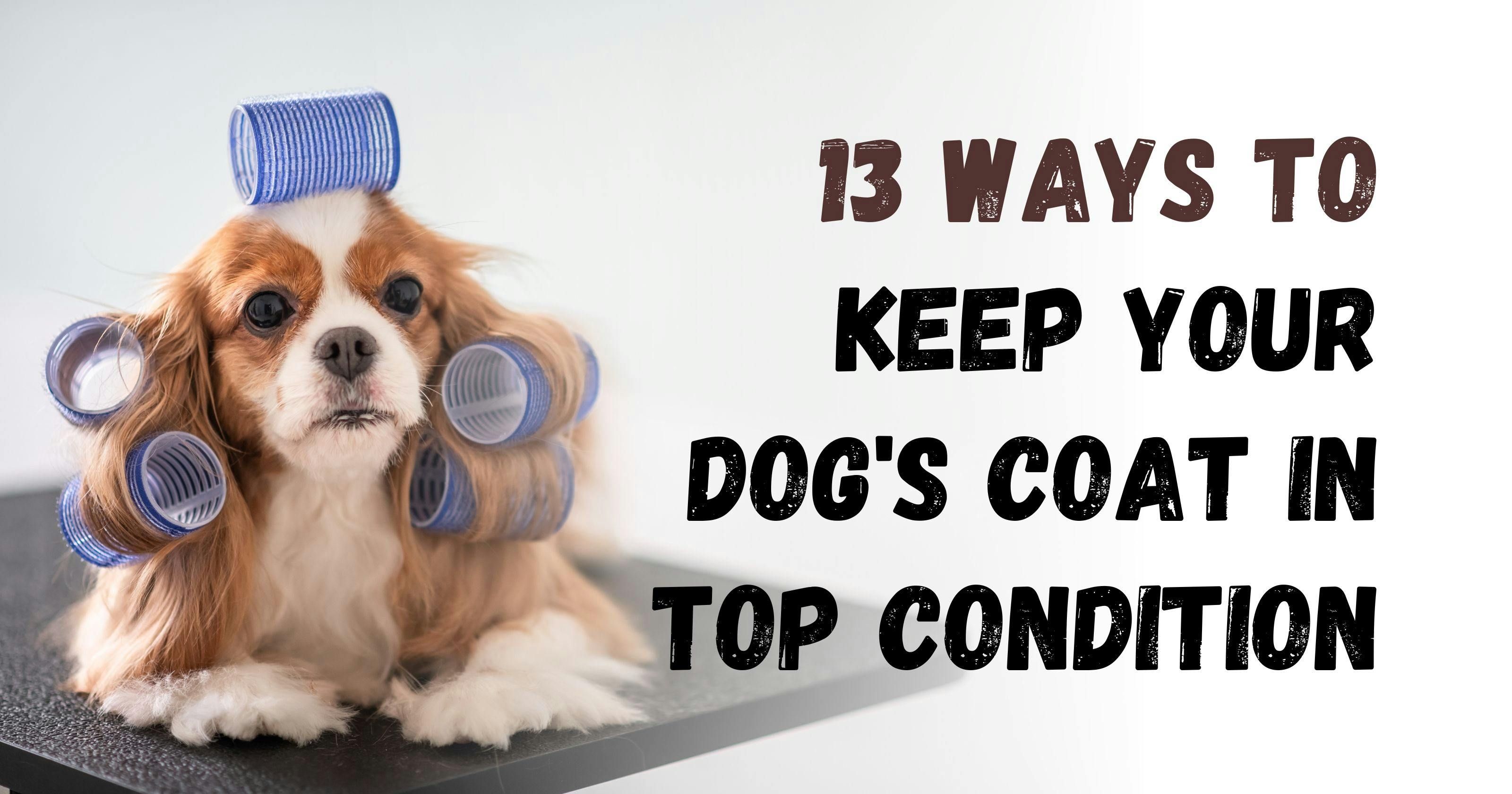 How to Maintain a Healthy and Shiny Coat for Your Dog: 13 Tips