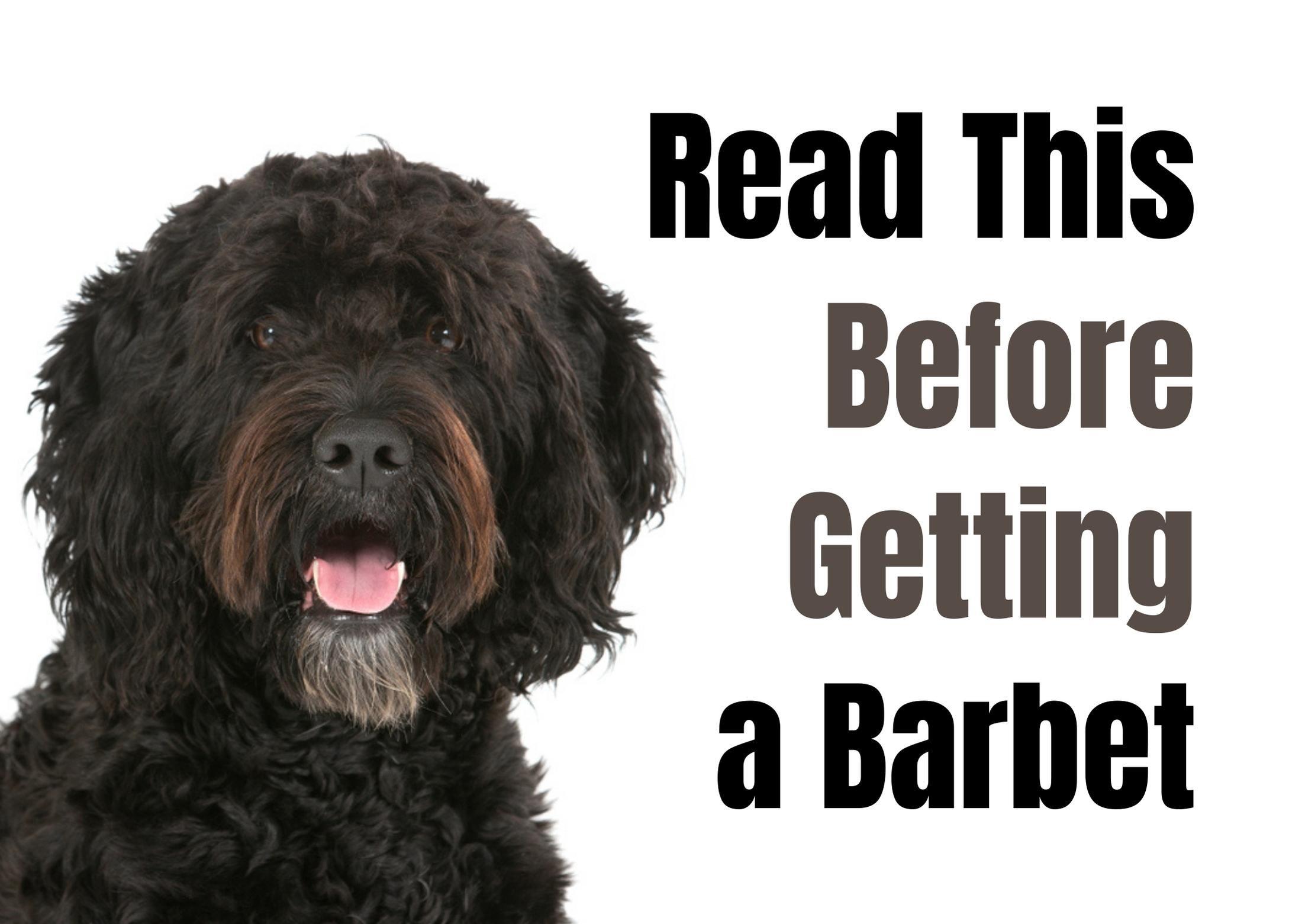 Consider These 14 Factors Before Purchasing a Barbet Puppy