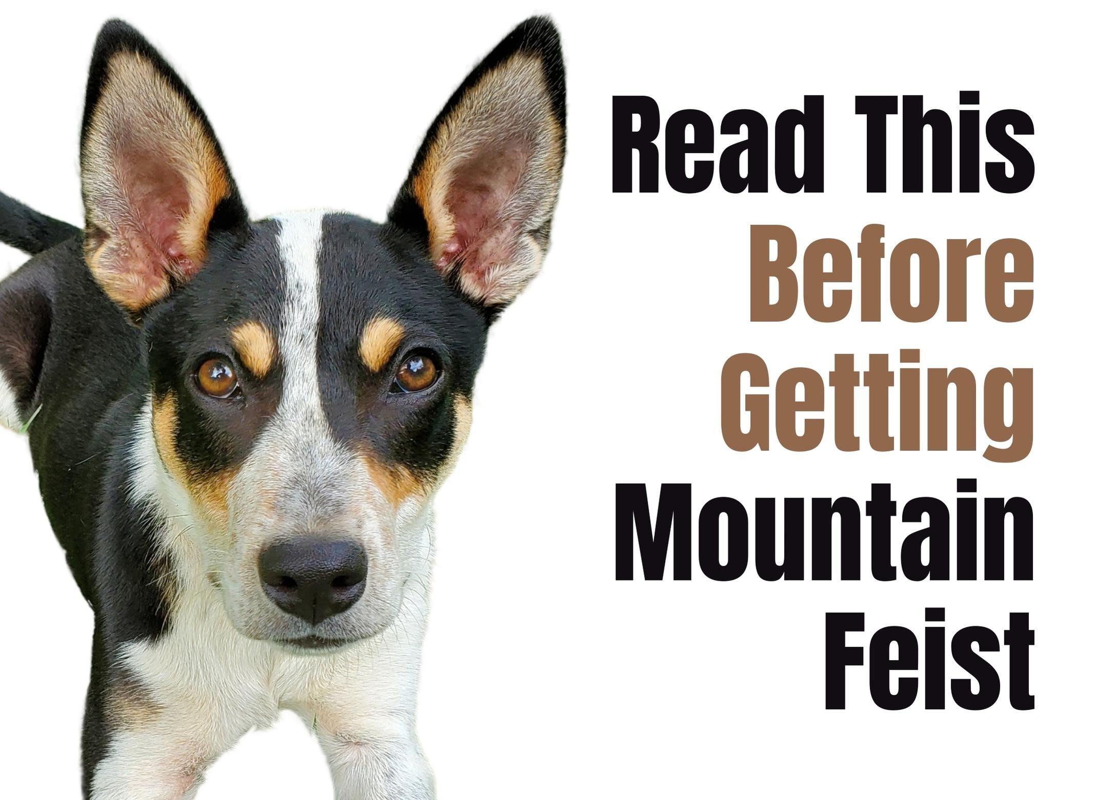 Consider These 14 Factors Before Purchasing a Mountain Feist Puppy