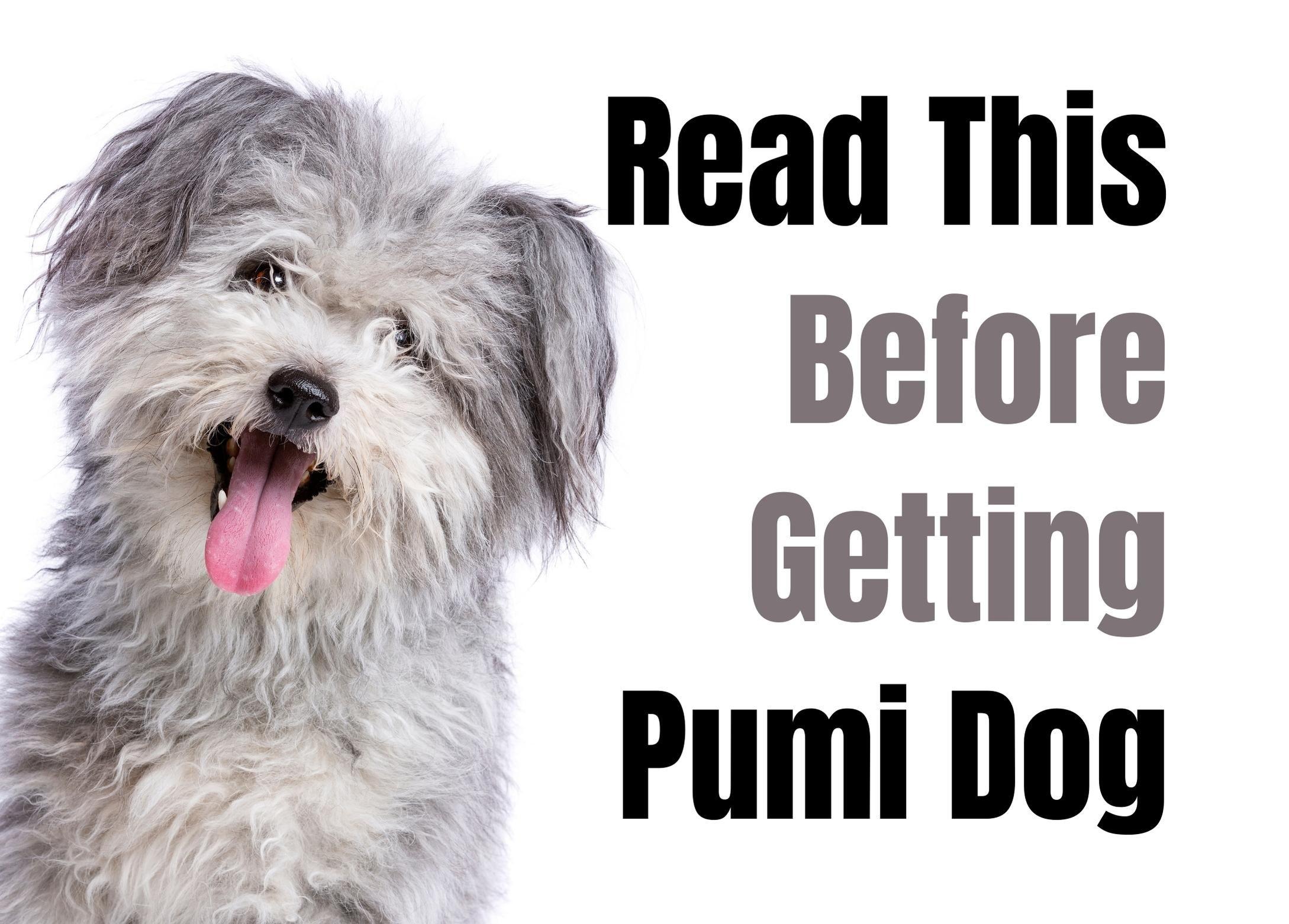 what health problems do pumi have