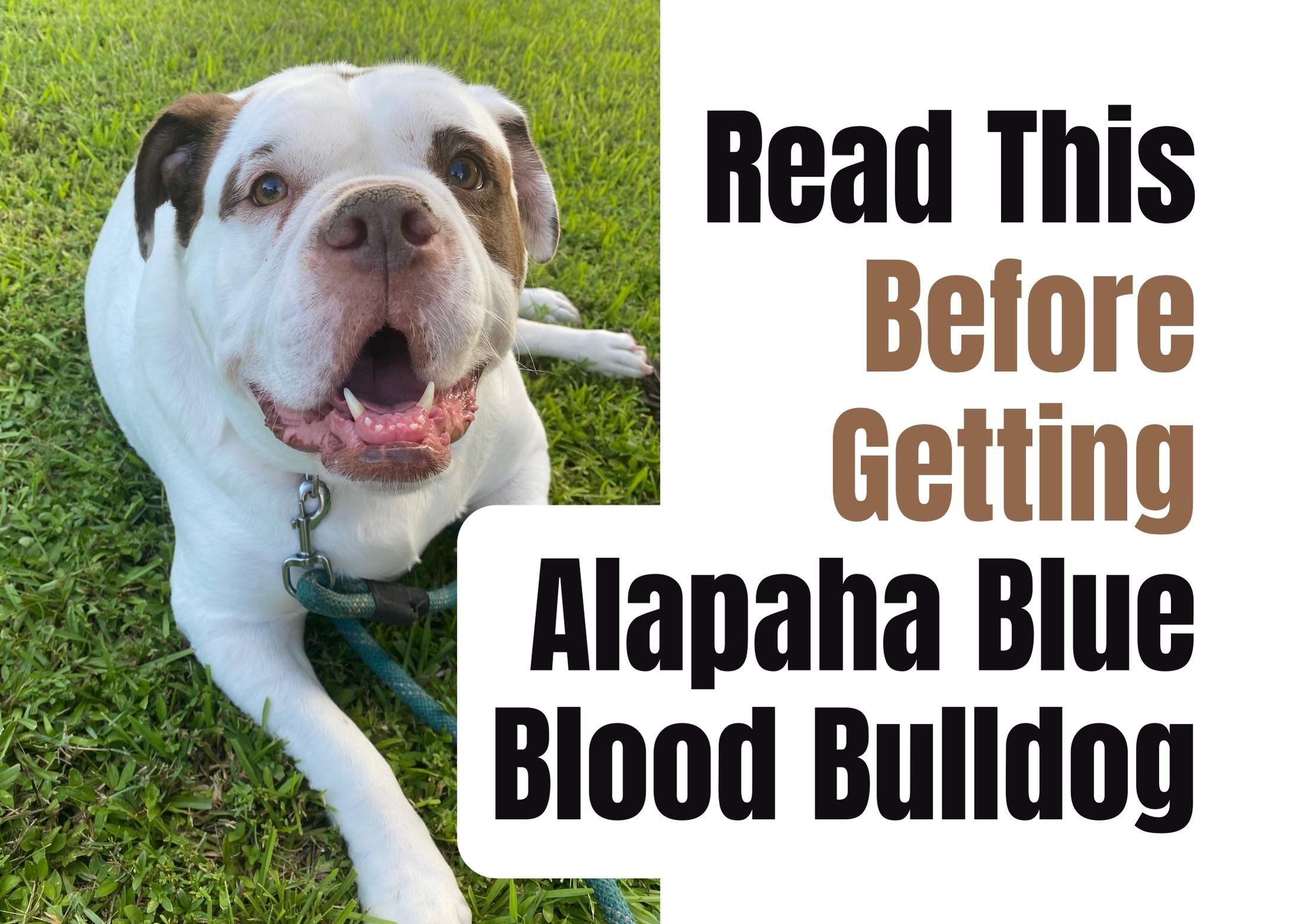 Consider These 14 Factors Before Purchasing an Alapaha Blue Blood Bulldog Puppy