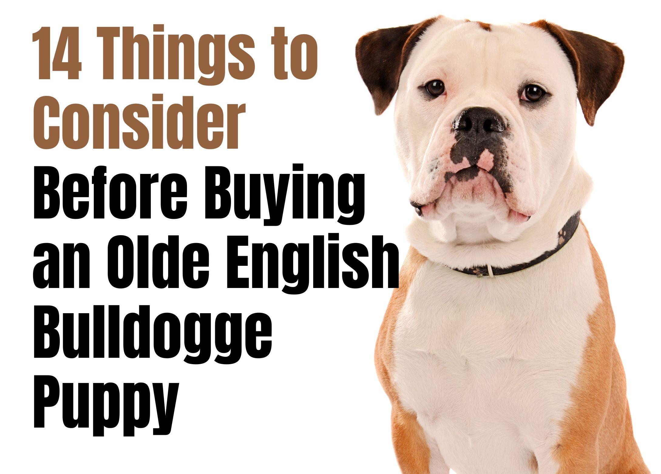 Consider These 14 Factors Before Purchasing an Olde English Bulldogge Puppy