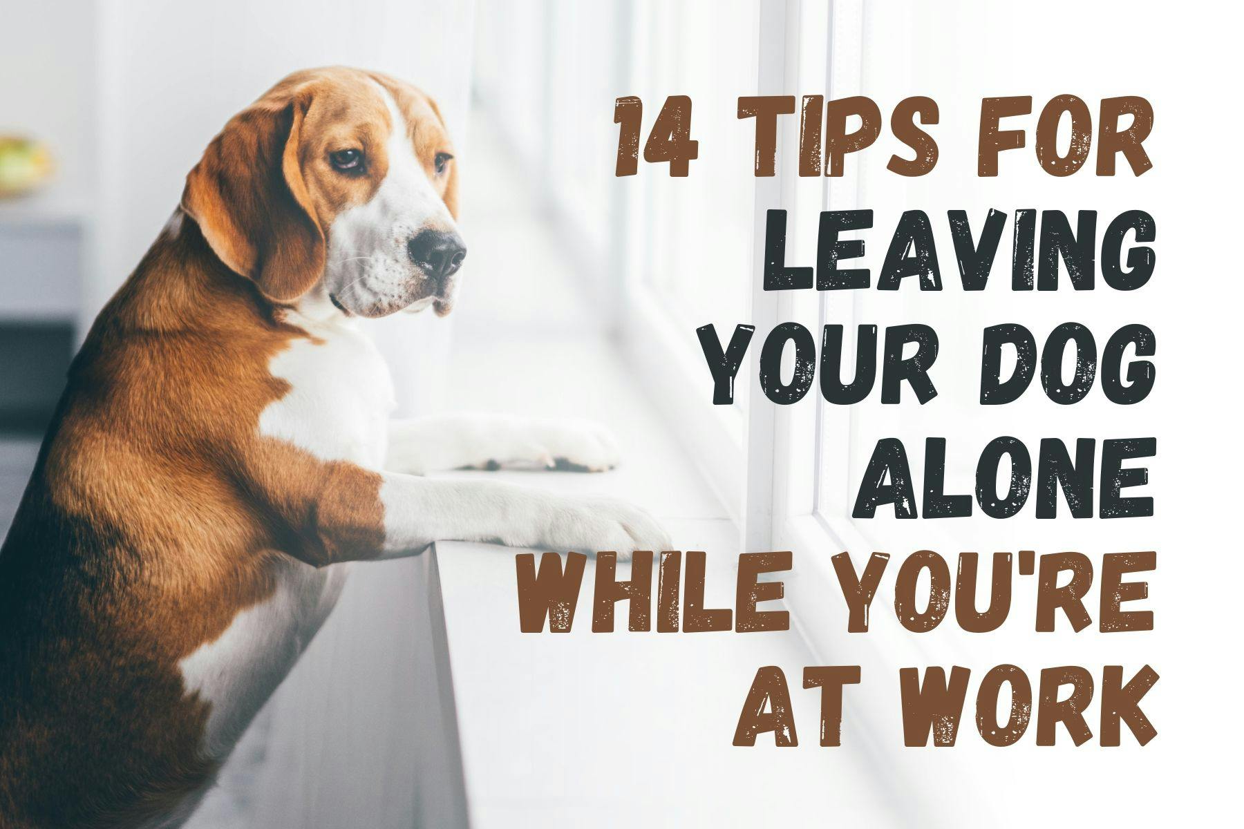 How to Leave Your Dog Alone at Home While You're Working: 14 Helpful Tips