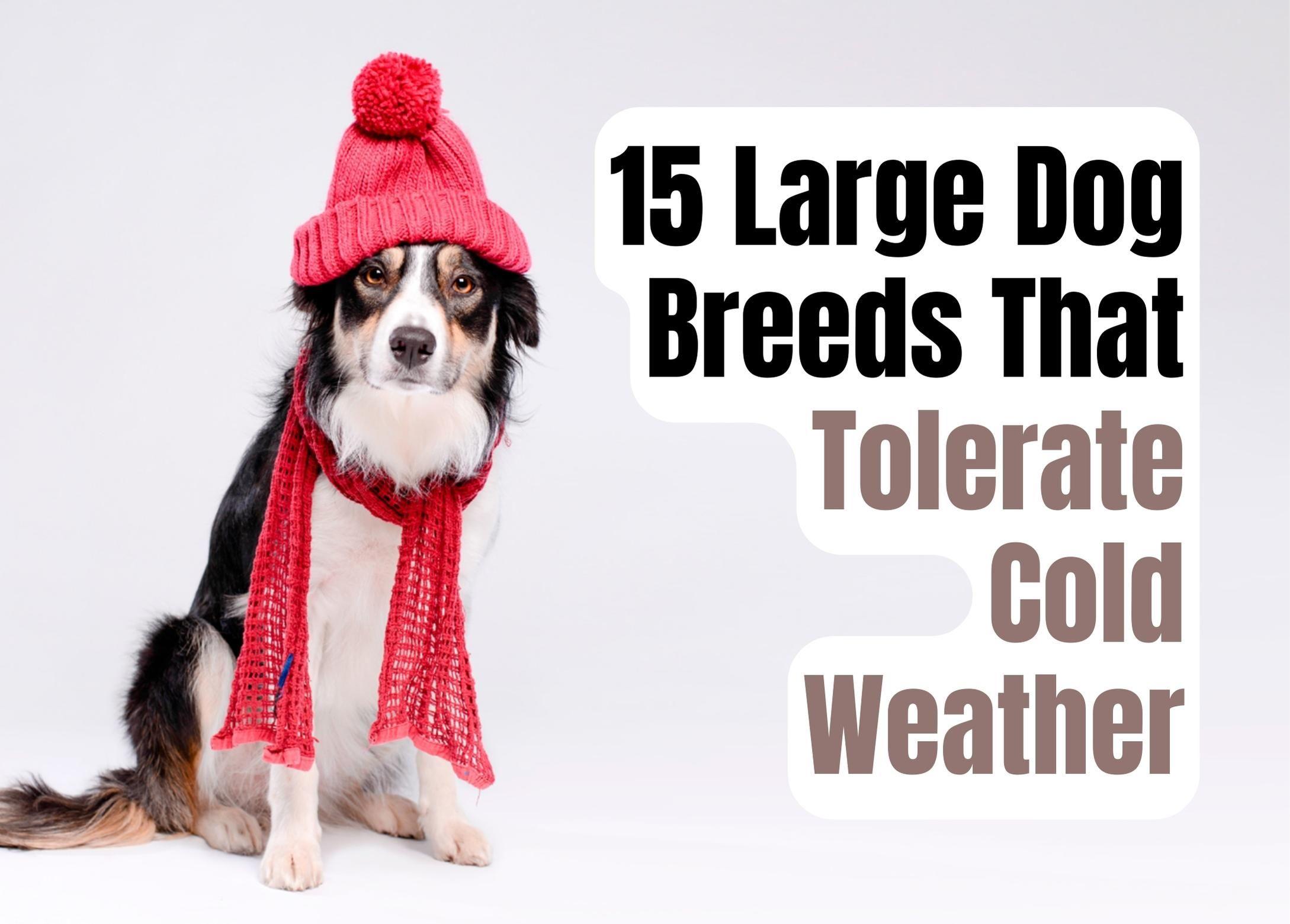 15 Big Dog Breeds Well-Suited for Cold Climates