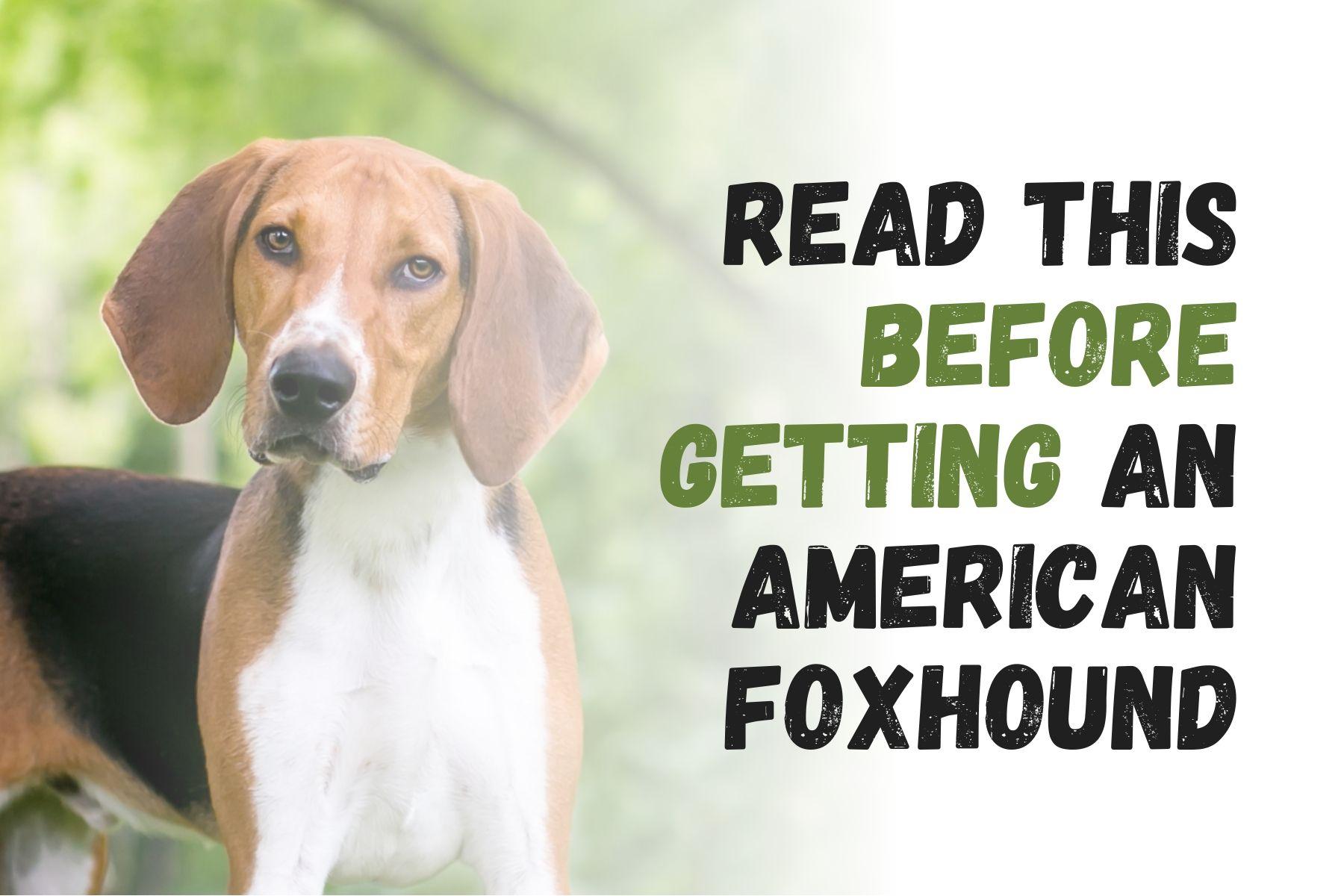 are american foxhounds friendly or dangerous to strangers