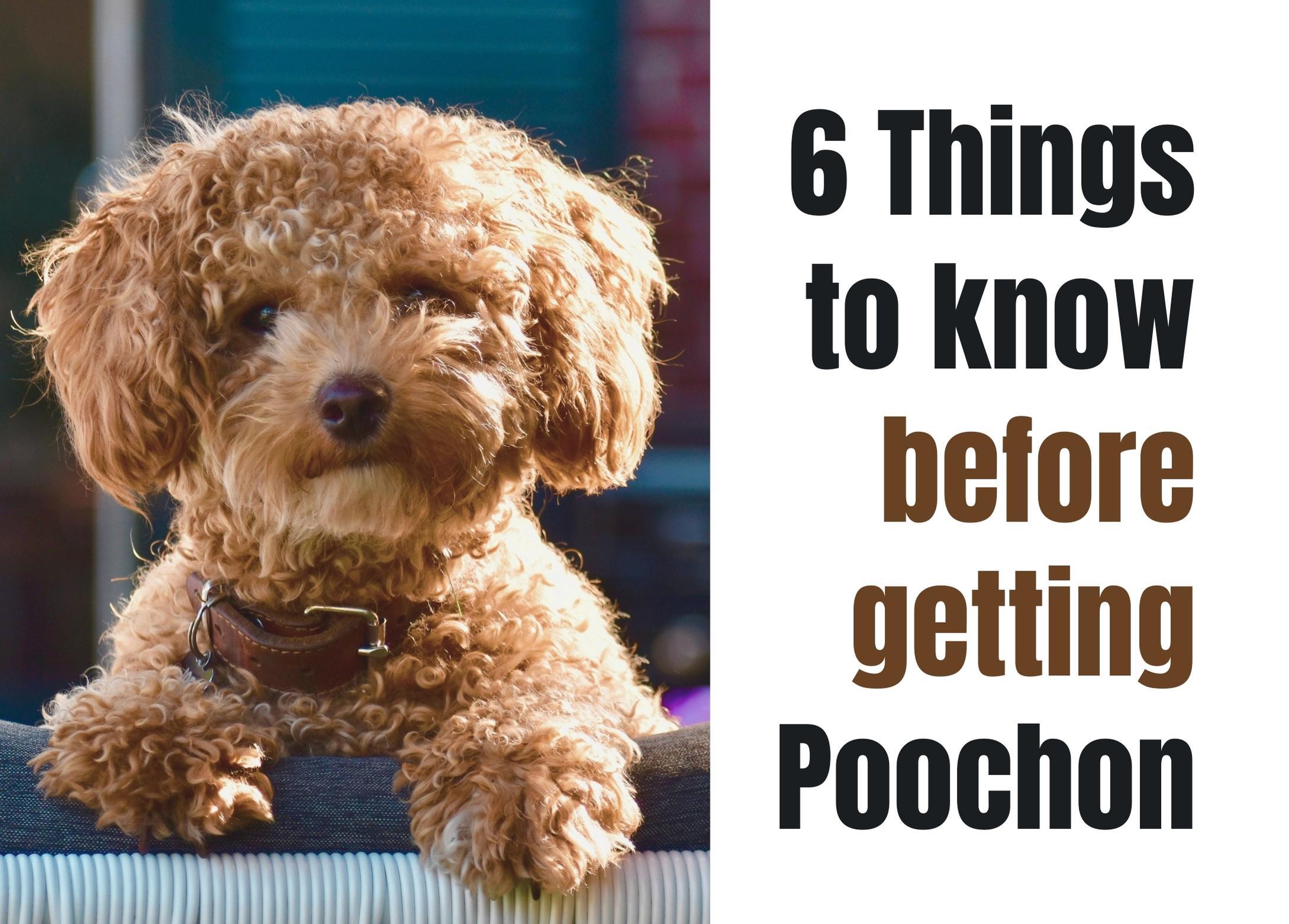 Essential Facts About the Poochon Dog Breed