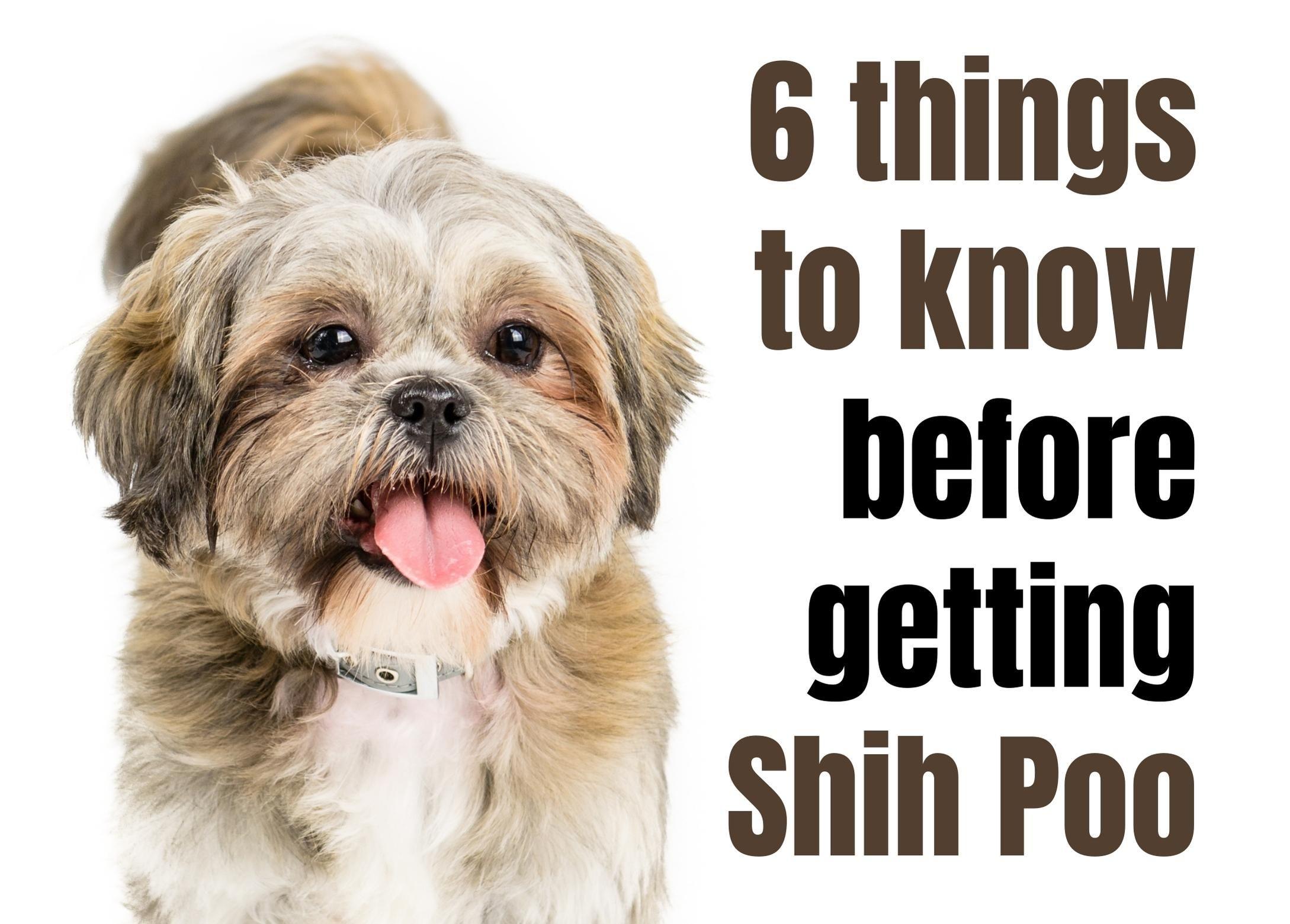 Discover Six Interesting Things About the Shih Poo