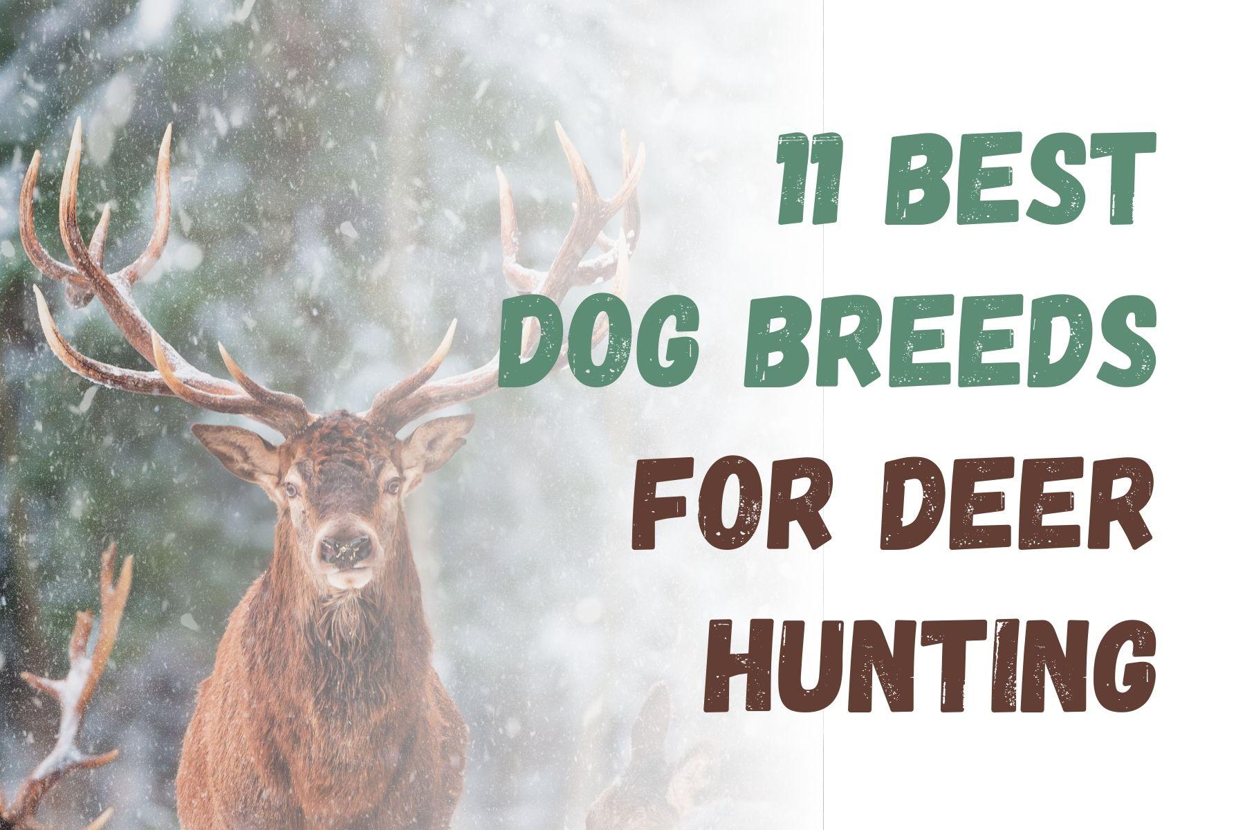 Top 7 Dog Breeds Ideal for Deer Hunting