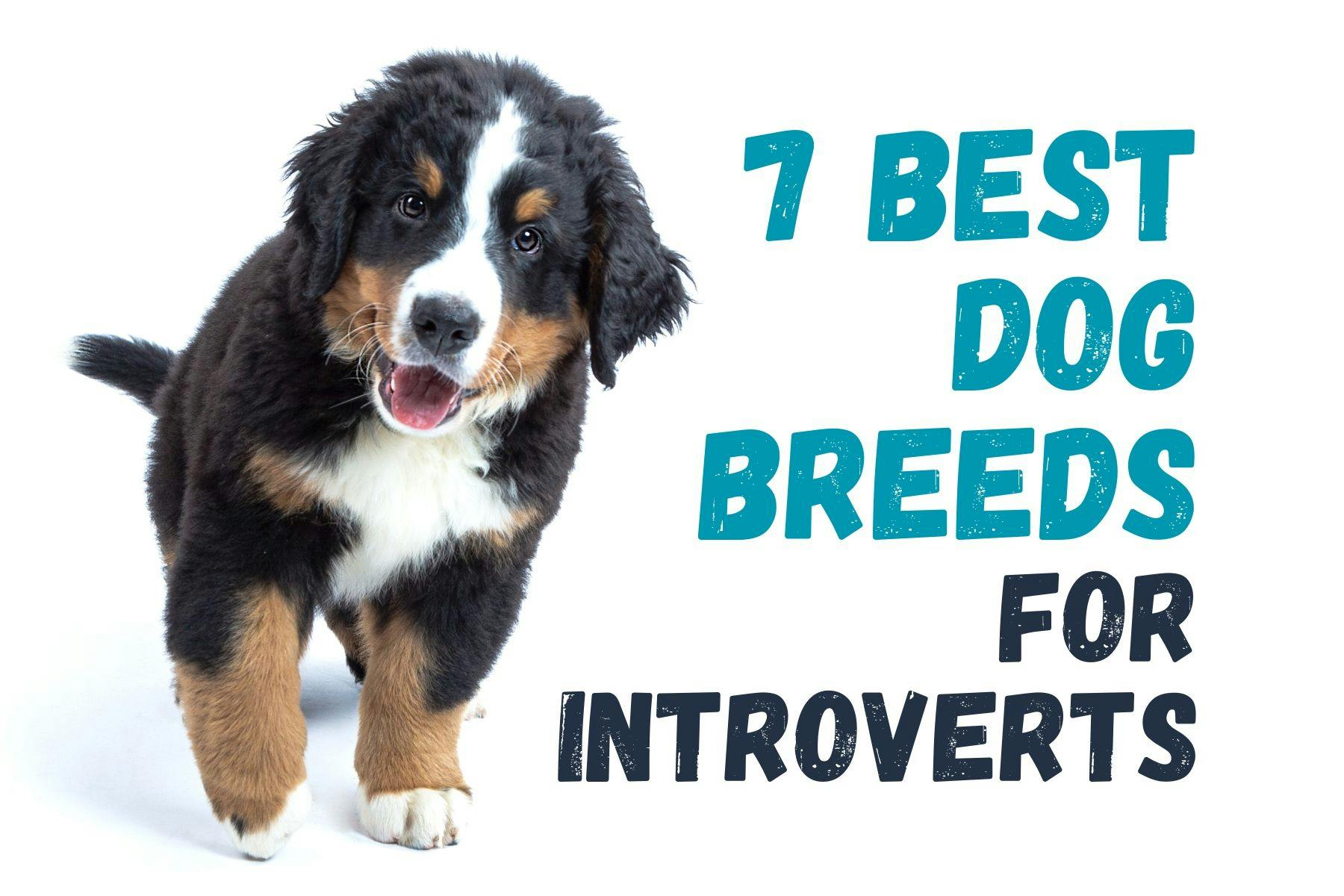 Top 7 Dog Breeds Ideal for Introverted People