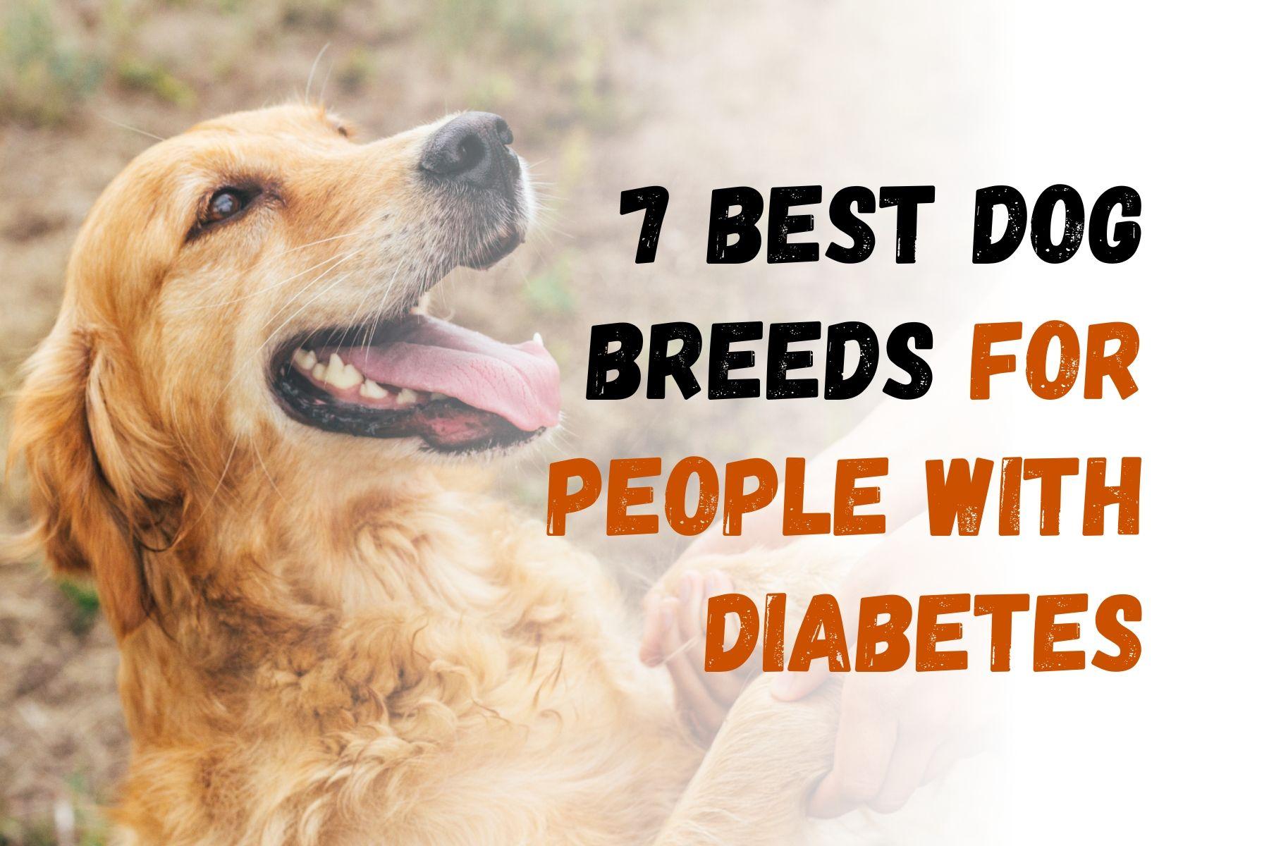 Top 7 Dog Breeds Ideal for Individuals with Diabetes