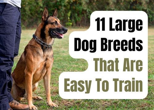 Easy-to-Train Large Dog Breeds
