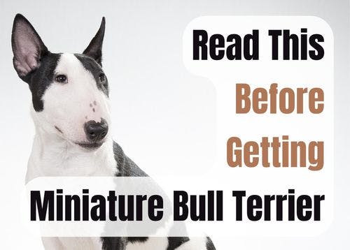Consider These 14 Factors Before Purchasing a Miniature Bull Terrier Puppy