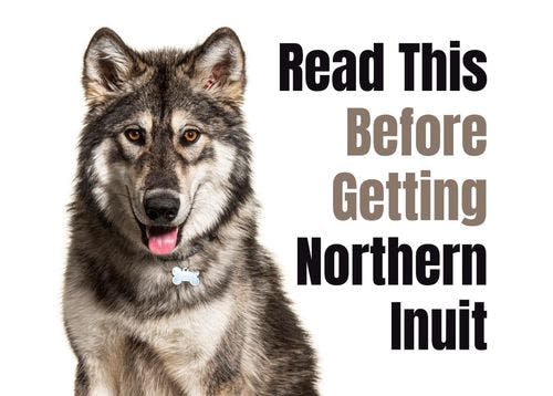 Consider These 15 Factors Before Purchasing a Northern Inuit Puppy