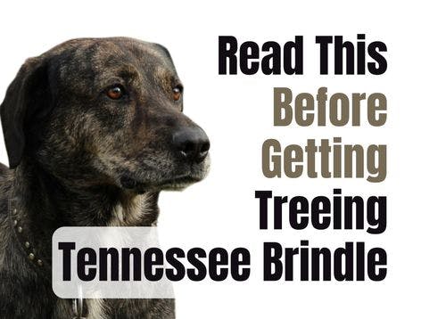 Consider These 19 Factors Before Purchasing a Treeing Tennessee Brindle Puppy
