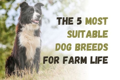 Top 5 Dog Breeds Ideal for Farm Living