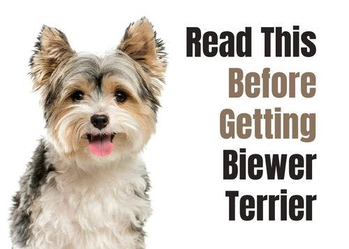 Discover 8 Interesting Things About the Biewer Terrier