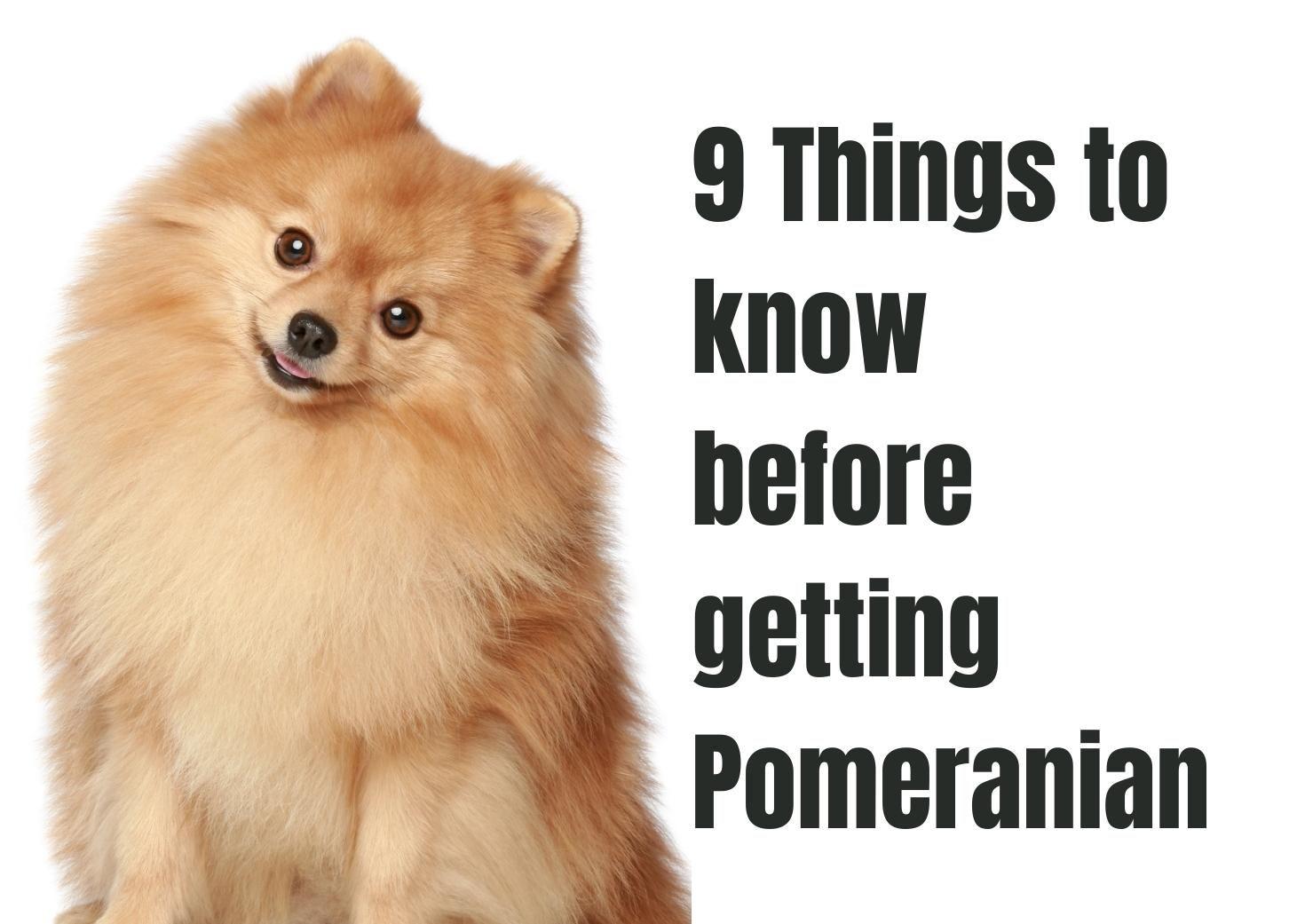 Essential Facts About Pomeranians You Should Know