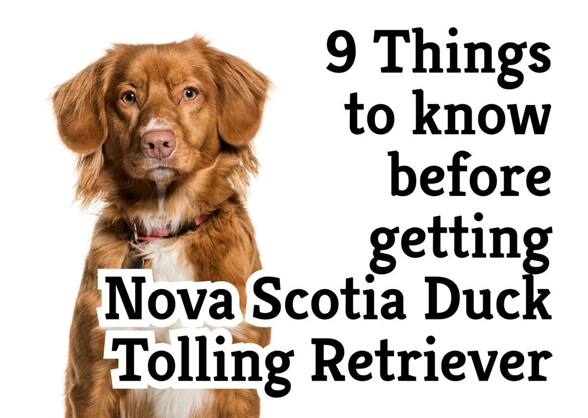 does the nova scotia duck tolling retriever love children