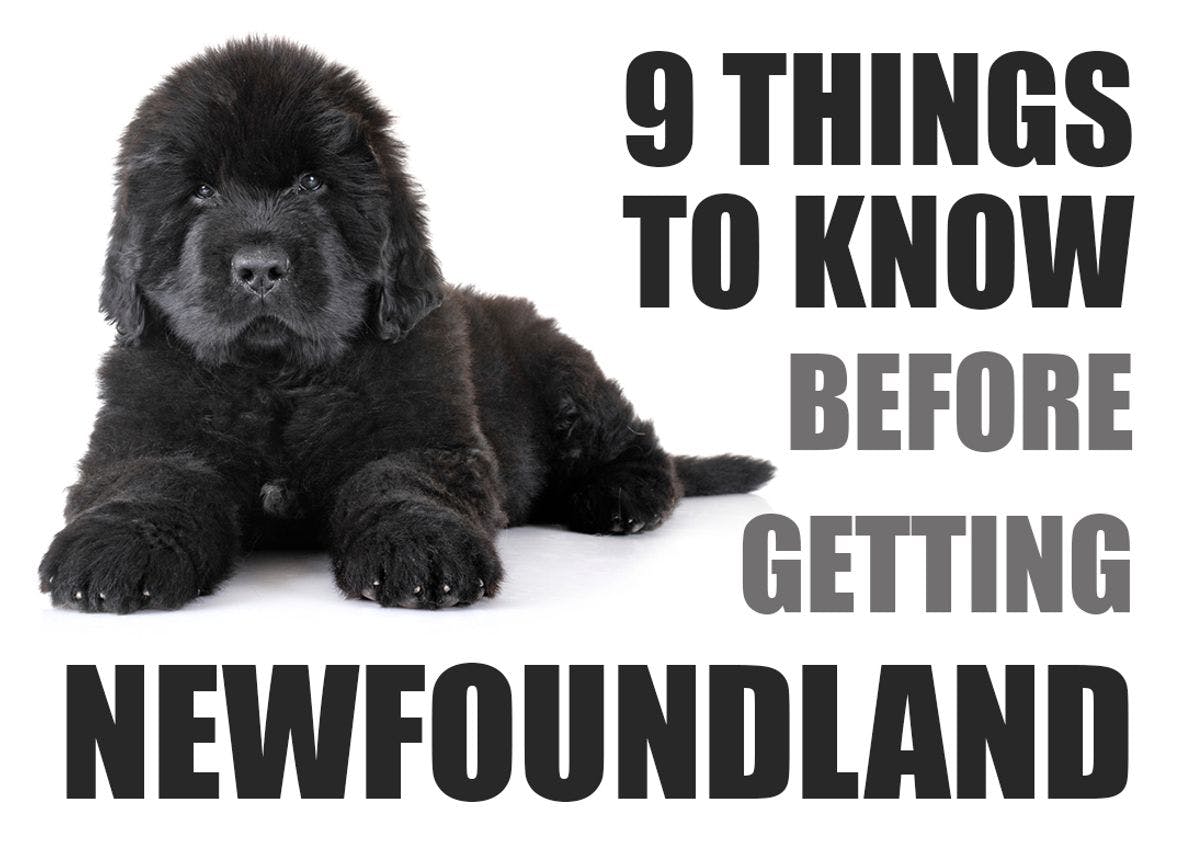 What You Should Know Before Getting a Newfoundland Puppy