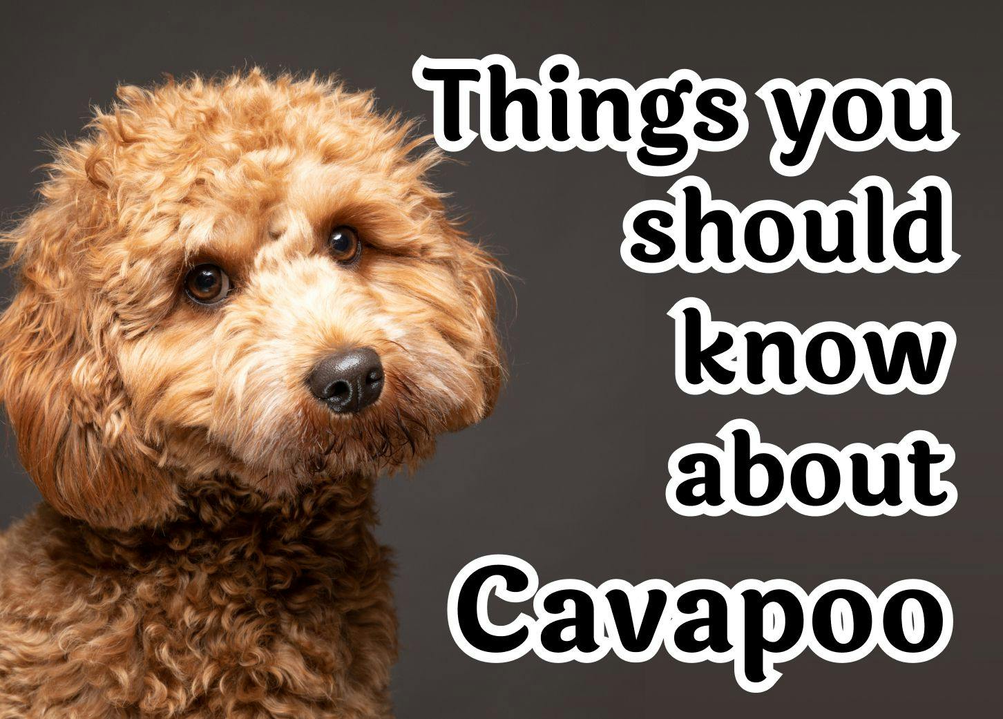 Common Questions About the Cavapoo Dog Breed