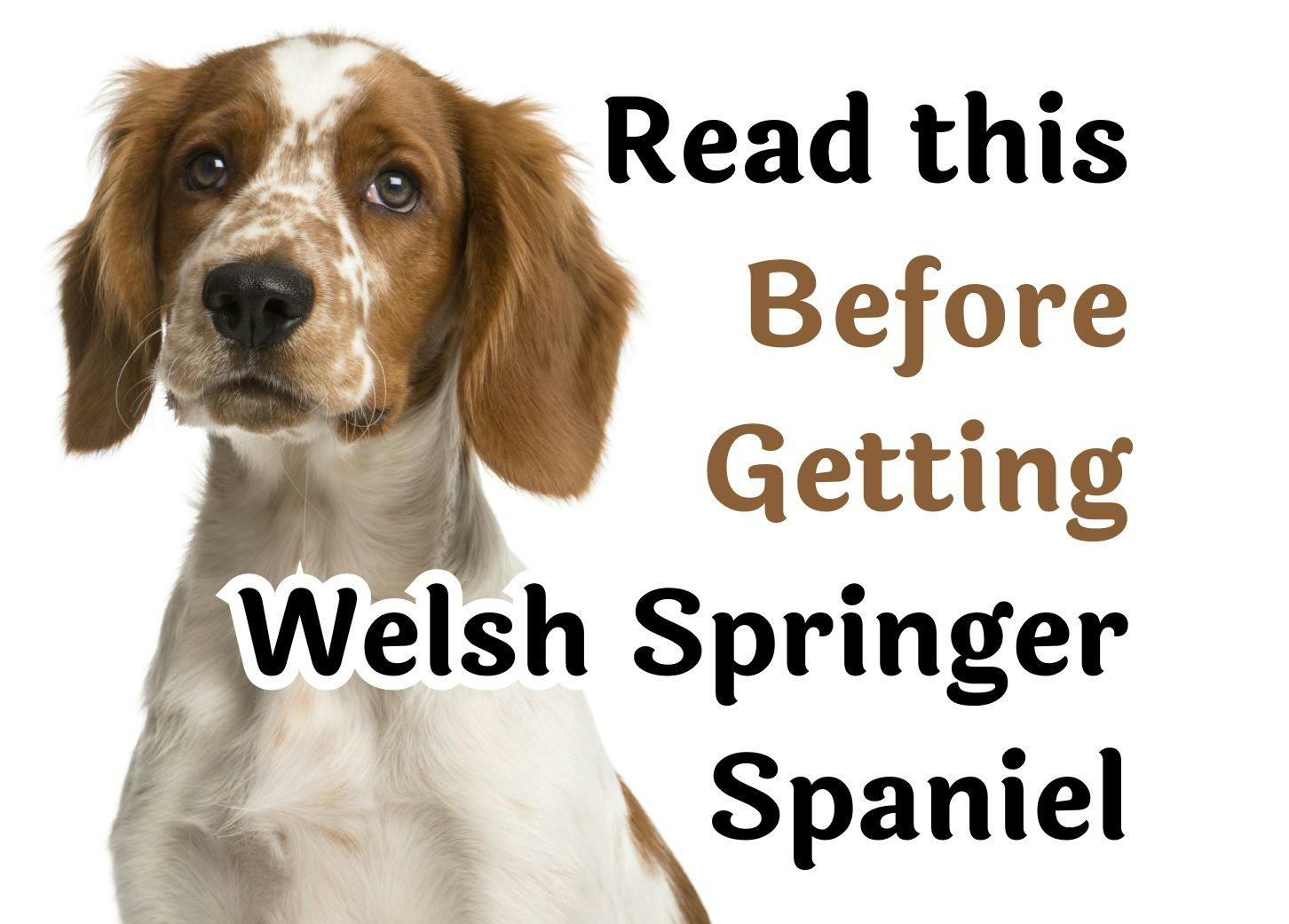 Things to Consider Before Getting a Welsh Springer Spaniel