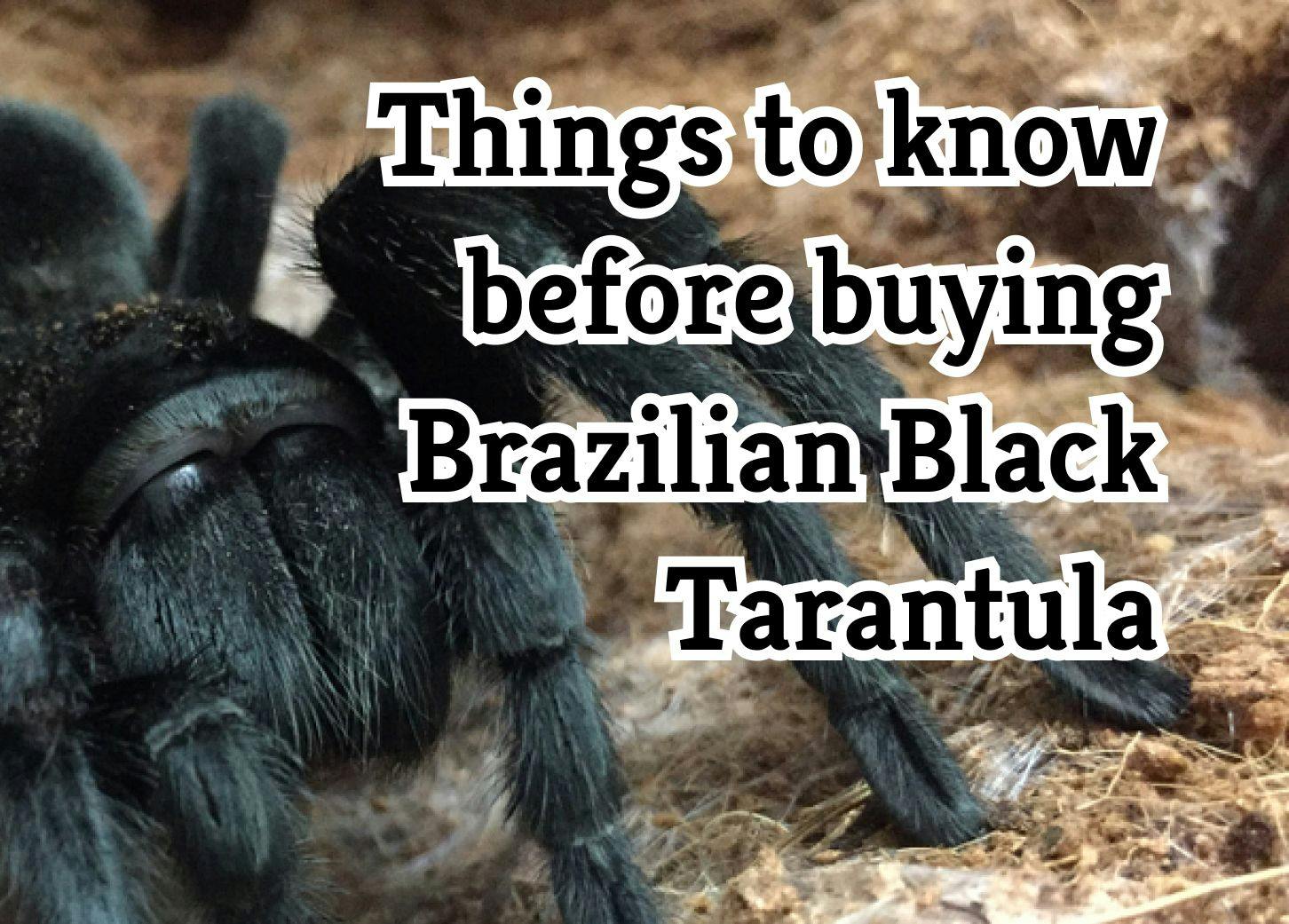 What to Think About Before Getting a Brazilian Black Tarantula