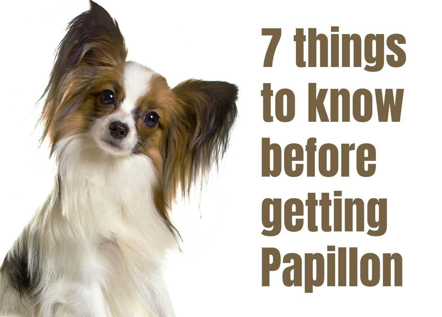 Seven Essential Facts to Know About Papillons