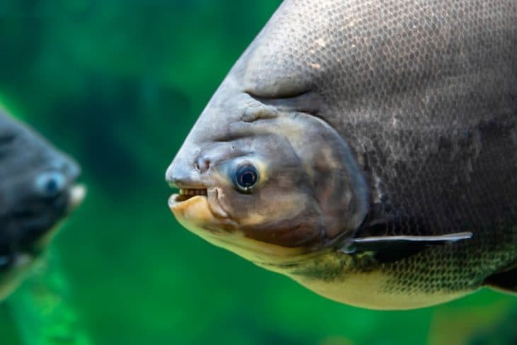 Do Fish Have Teeth? 5 Facts You Didn’t Know - The Pets And Love