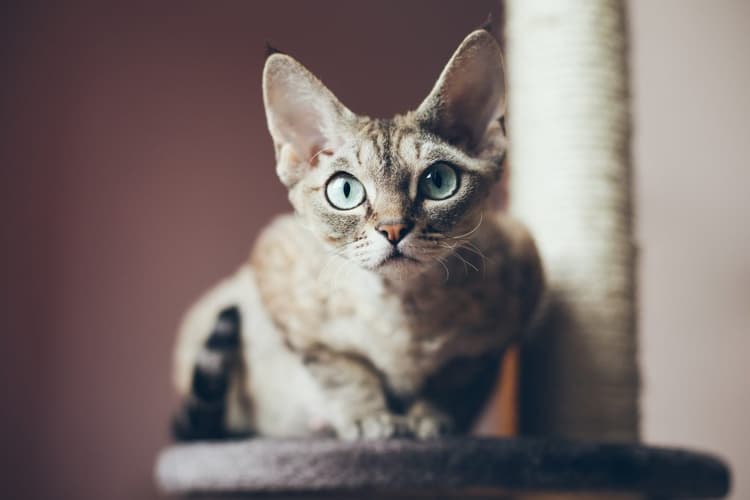 Top 5 Hypoallergenic Cat Breeds for People with Allergies