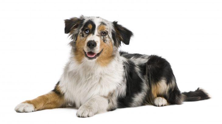 Is the Australian Shepherd a Good Family Dog?