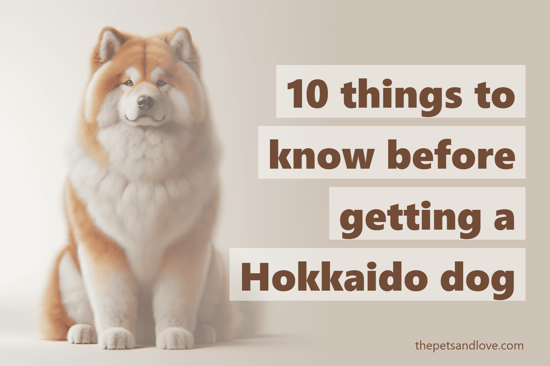 10 things to know before getting a Hokkaido dog