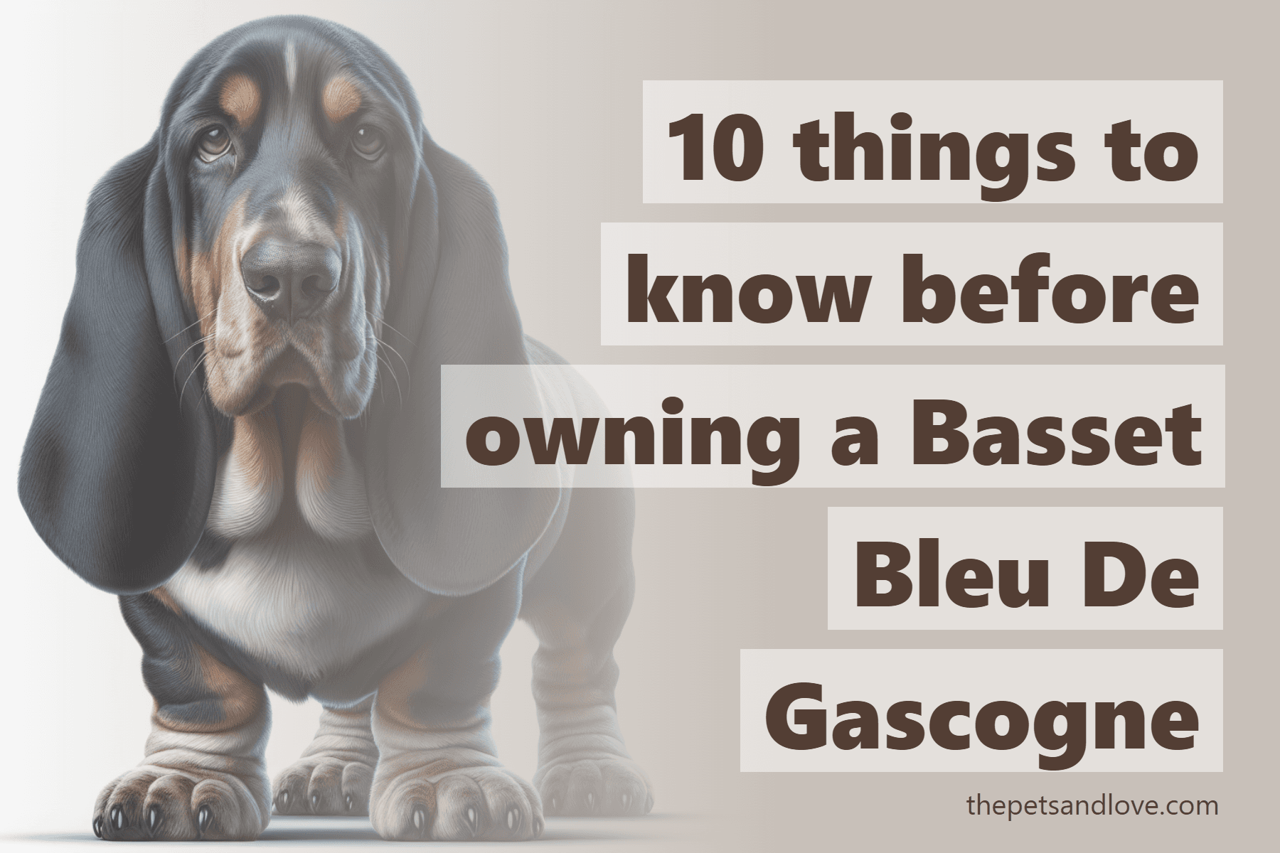 10 things to know before owning a Basset Bleu De Gascogne