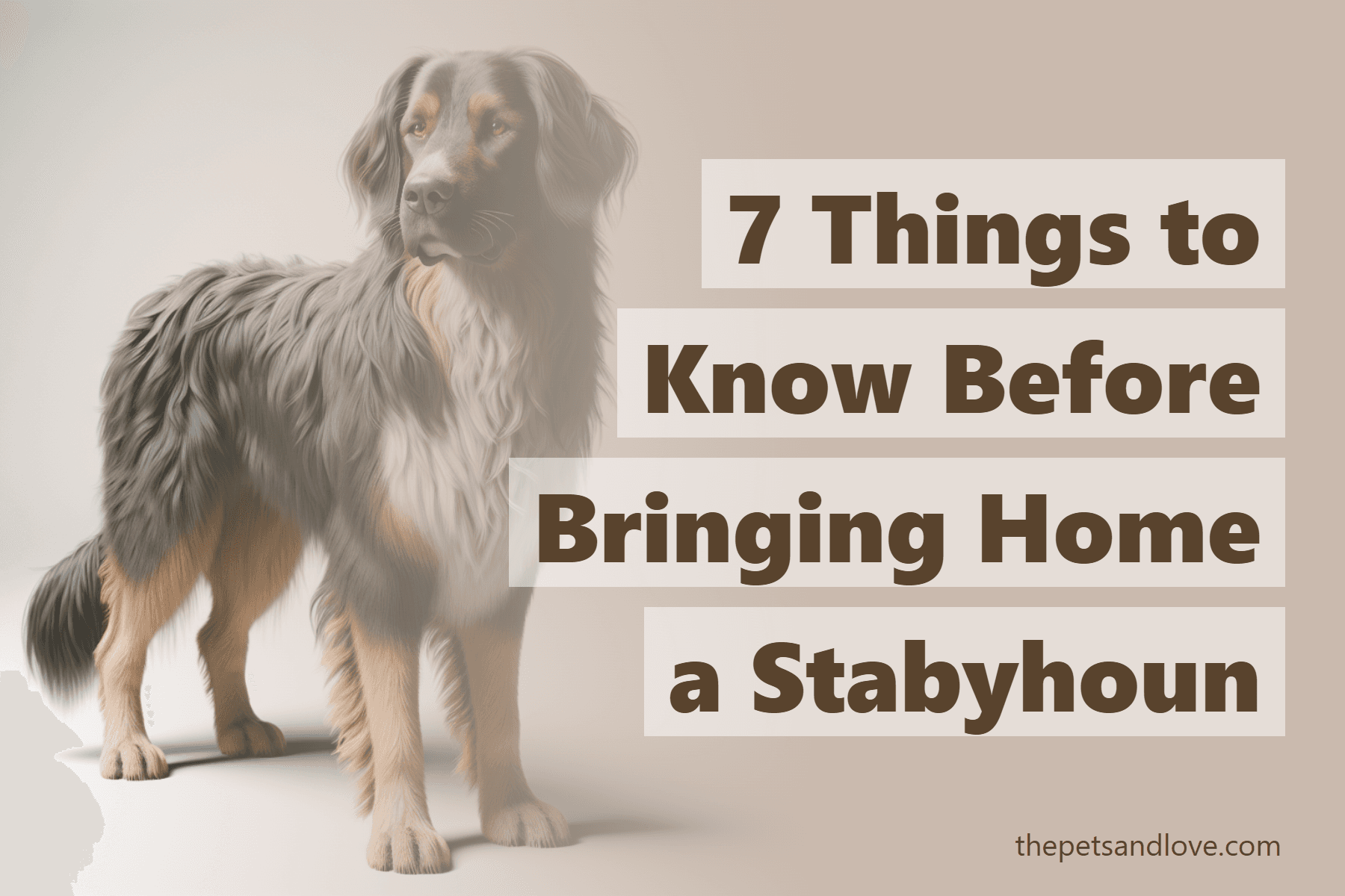 7 Things to Know Before Bringing Home a Stabyhoun