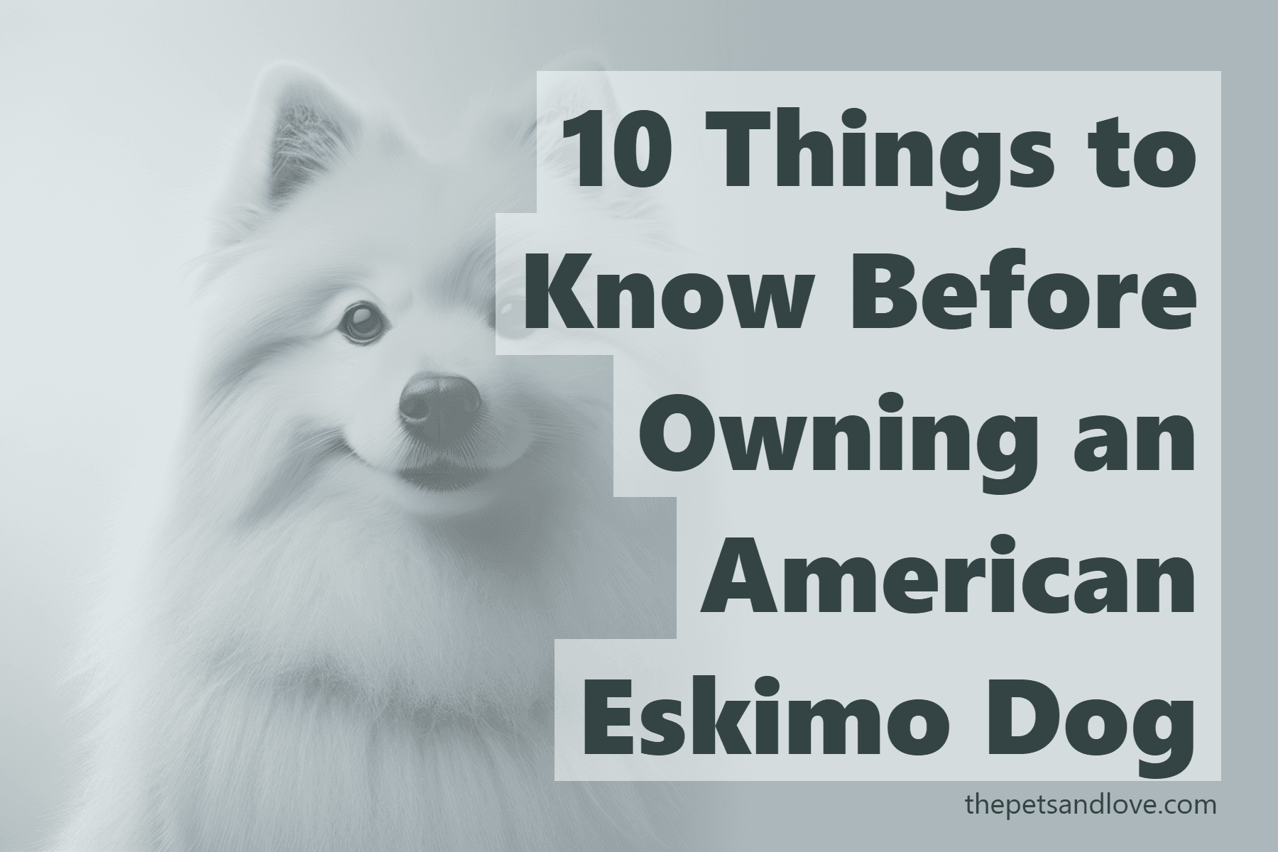 10 Things to Know Before Owning an American Eskimo Dog