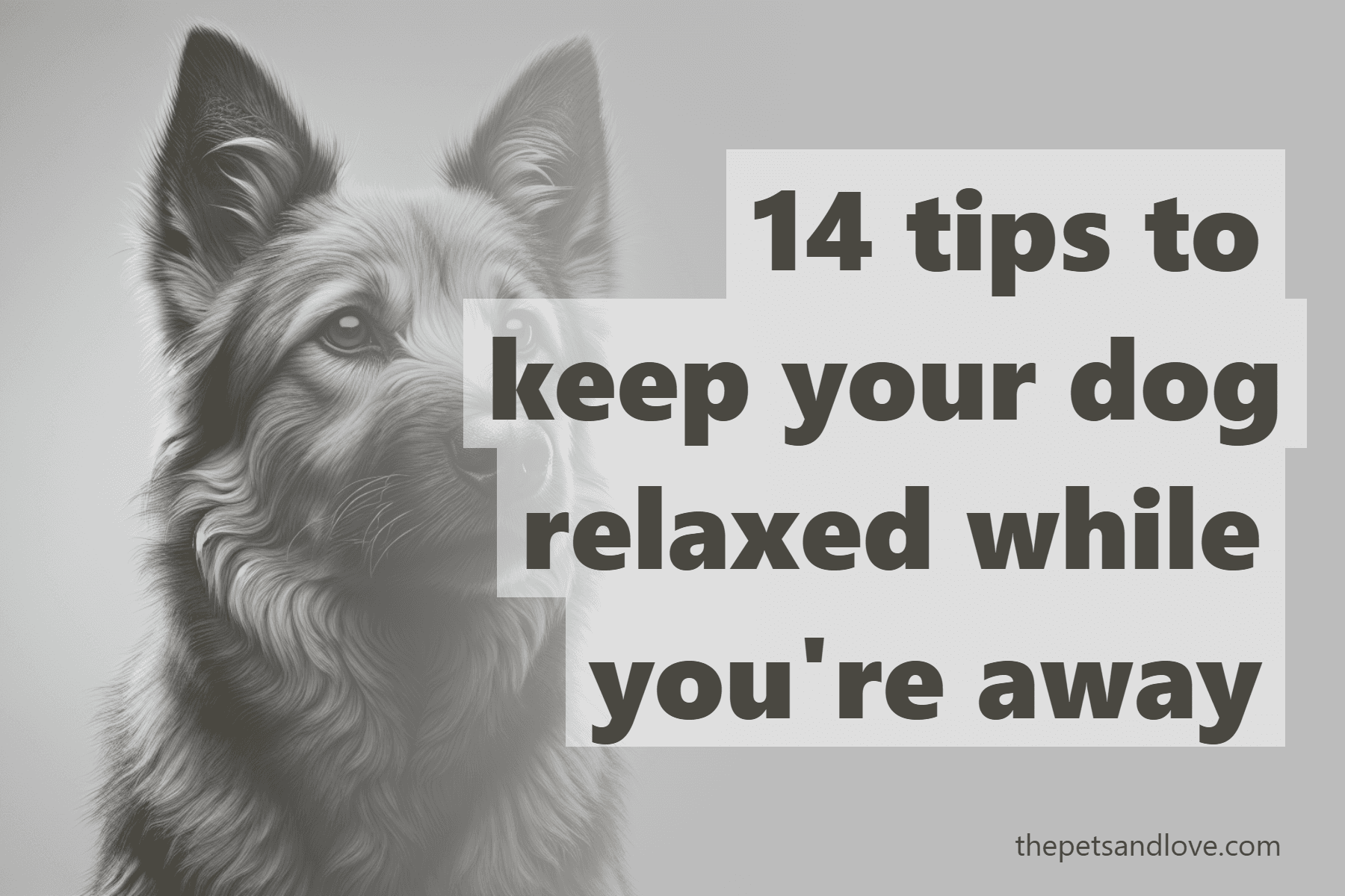 14 tips to keep your dog relaxed while you're away