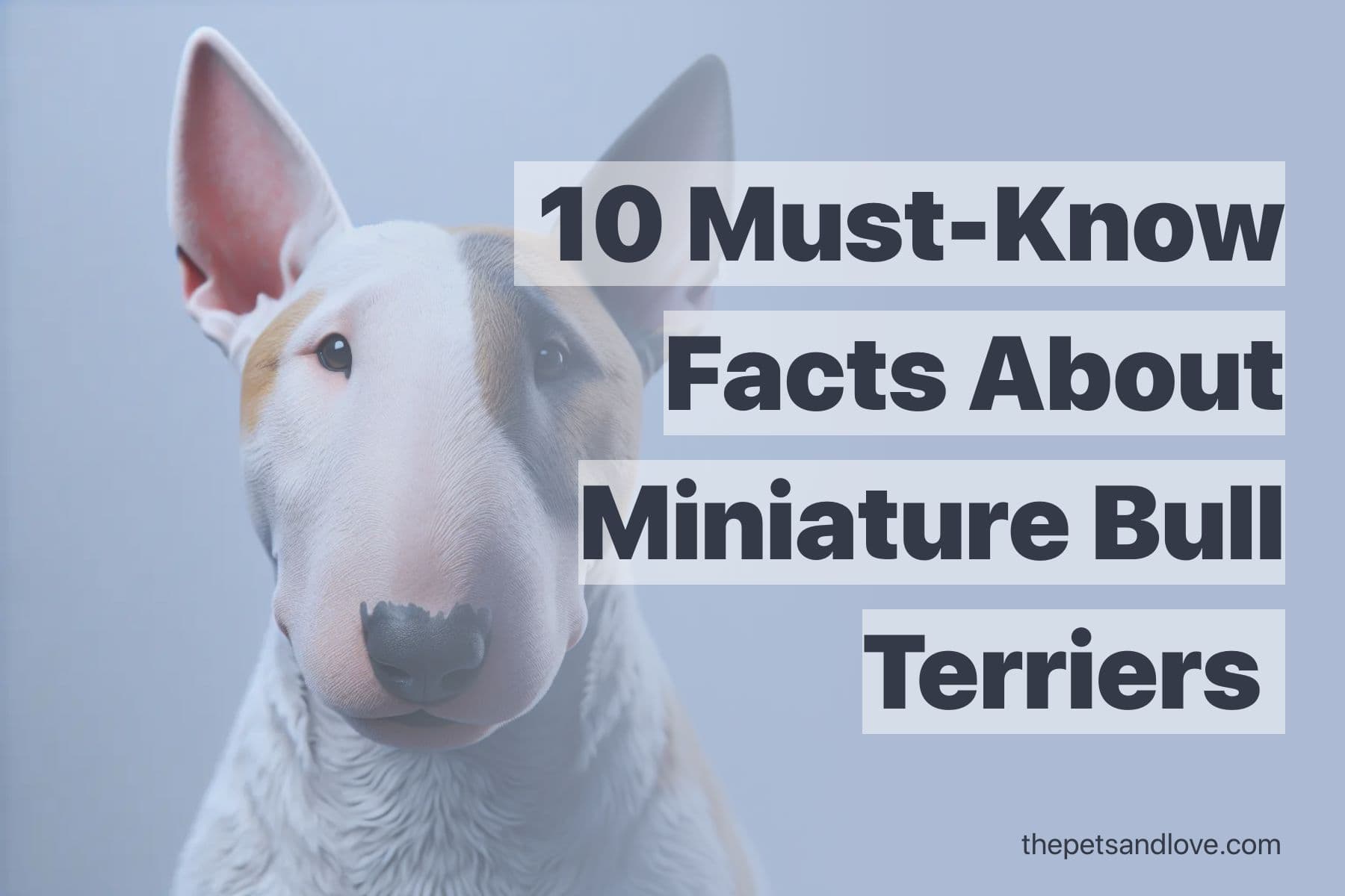 Consider These 14 Factors Before Purchasing a Miniature Bull Terrier Puppy
