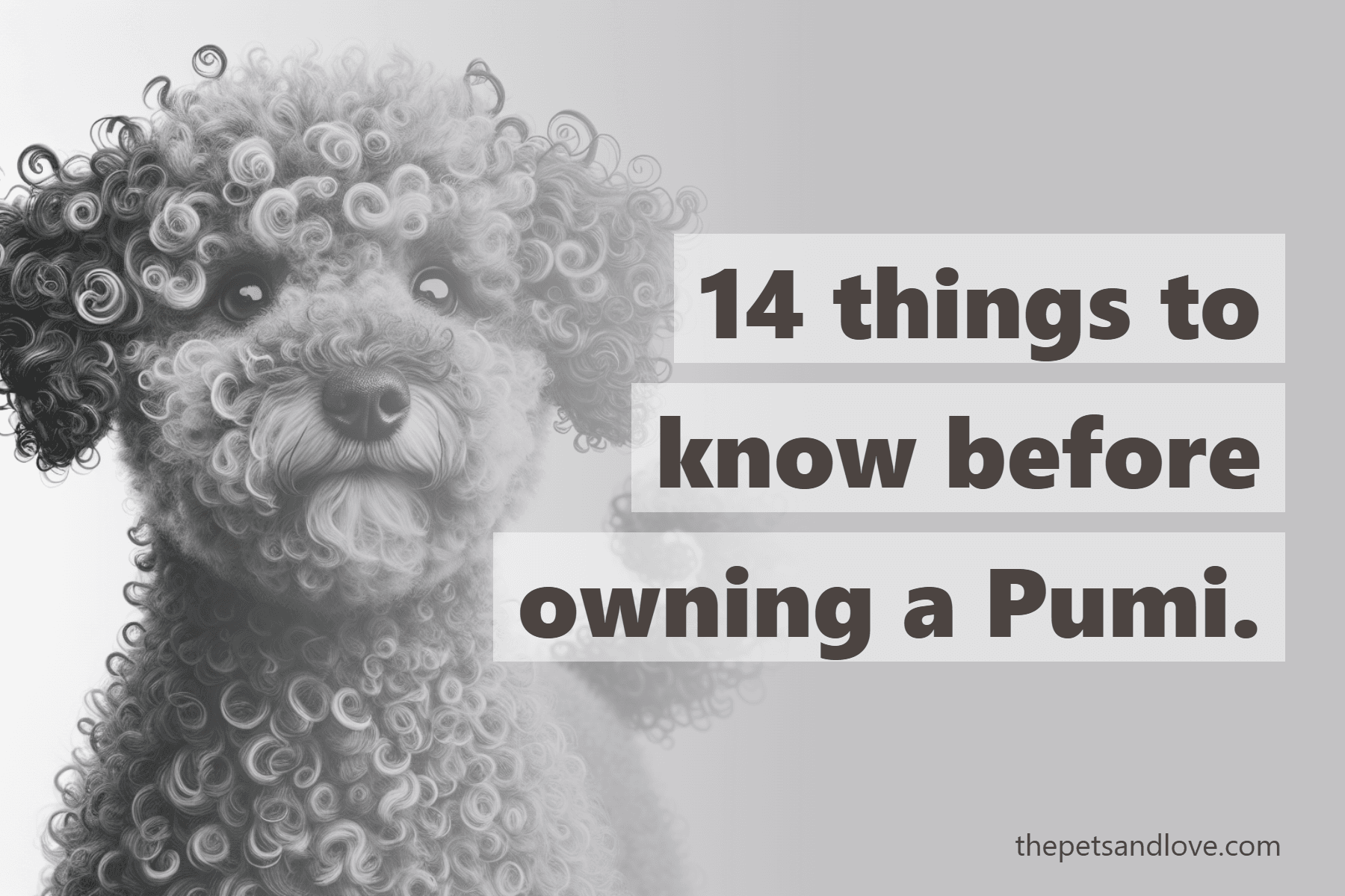 14 things to know before owning a Pumi.