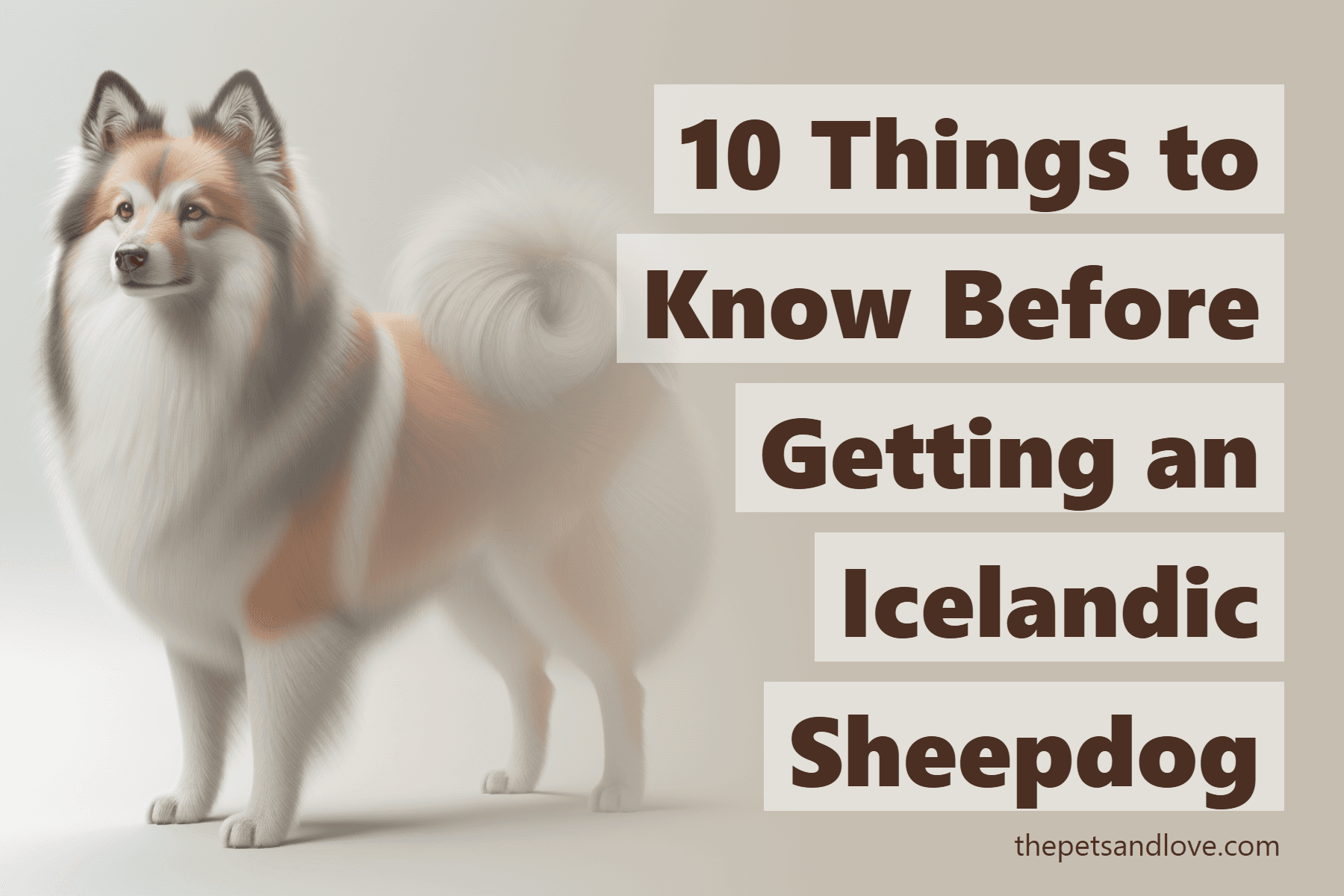 10 Things to Know Before Getting an Icelandic Sheepdog